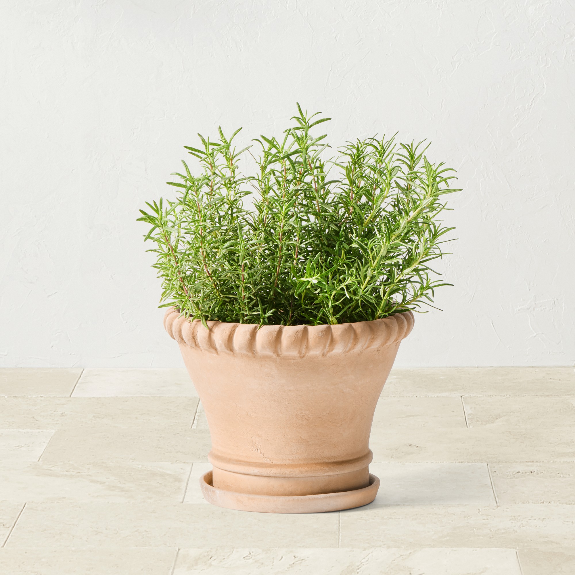 Williams Sonoma Terracotta Rope Planter