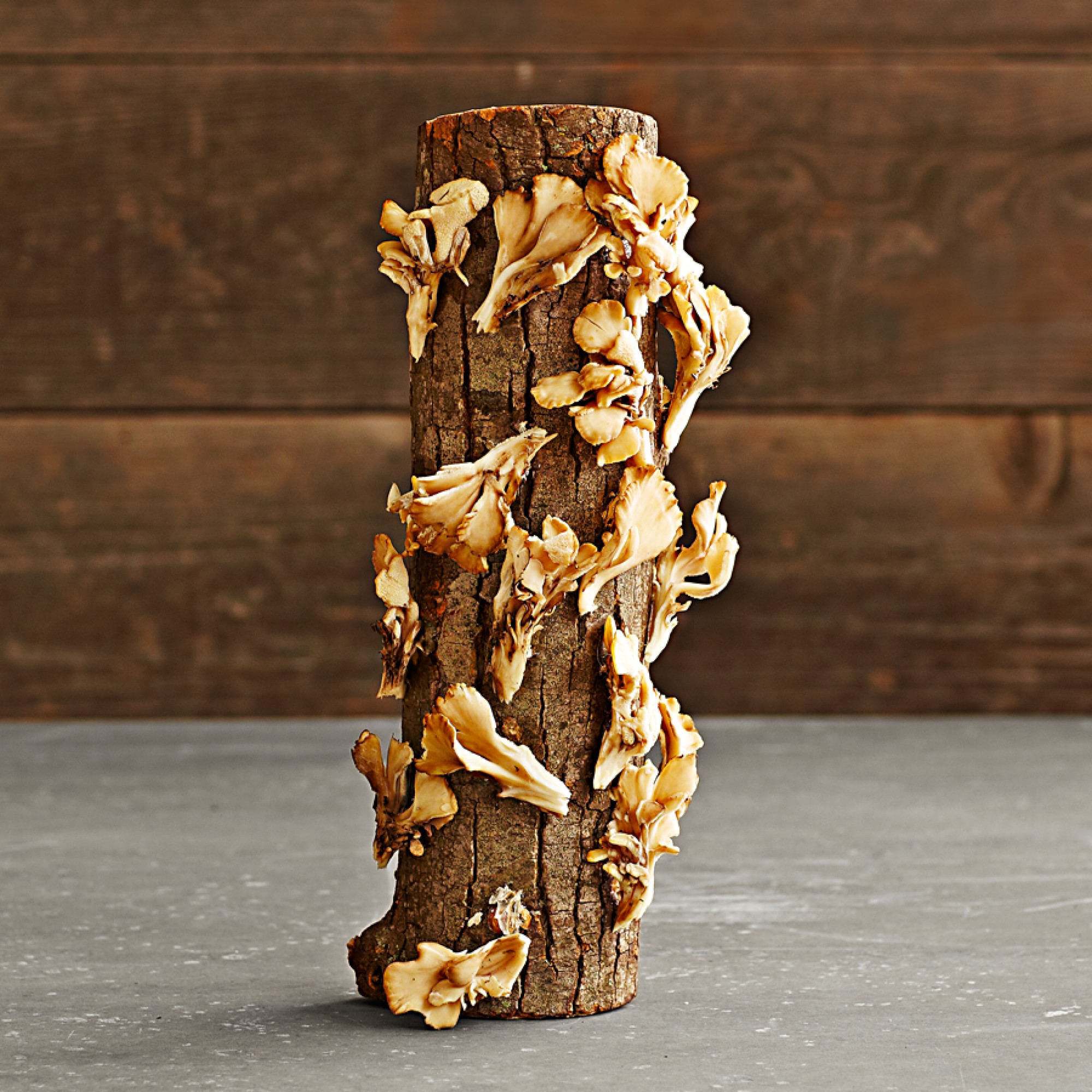Oyster Mushroom Log Kit