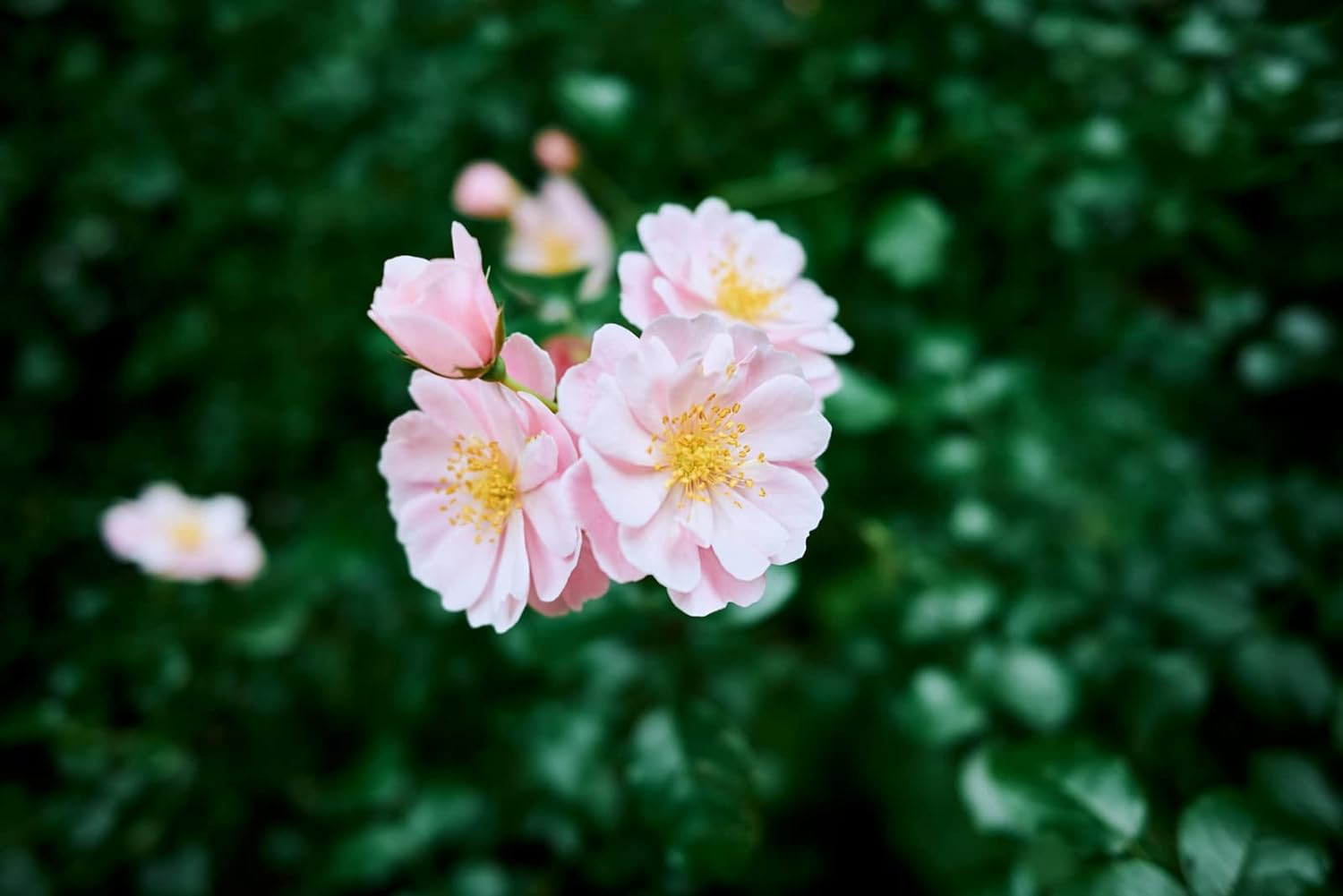 Nikon Z fc with Wide-Angle Zoom Lens | Retro-inspired compact mirrorless stills/video camera with 16-50mm zoom lens | Nikon USA Model