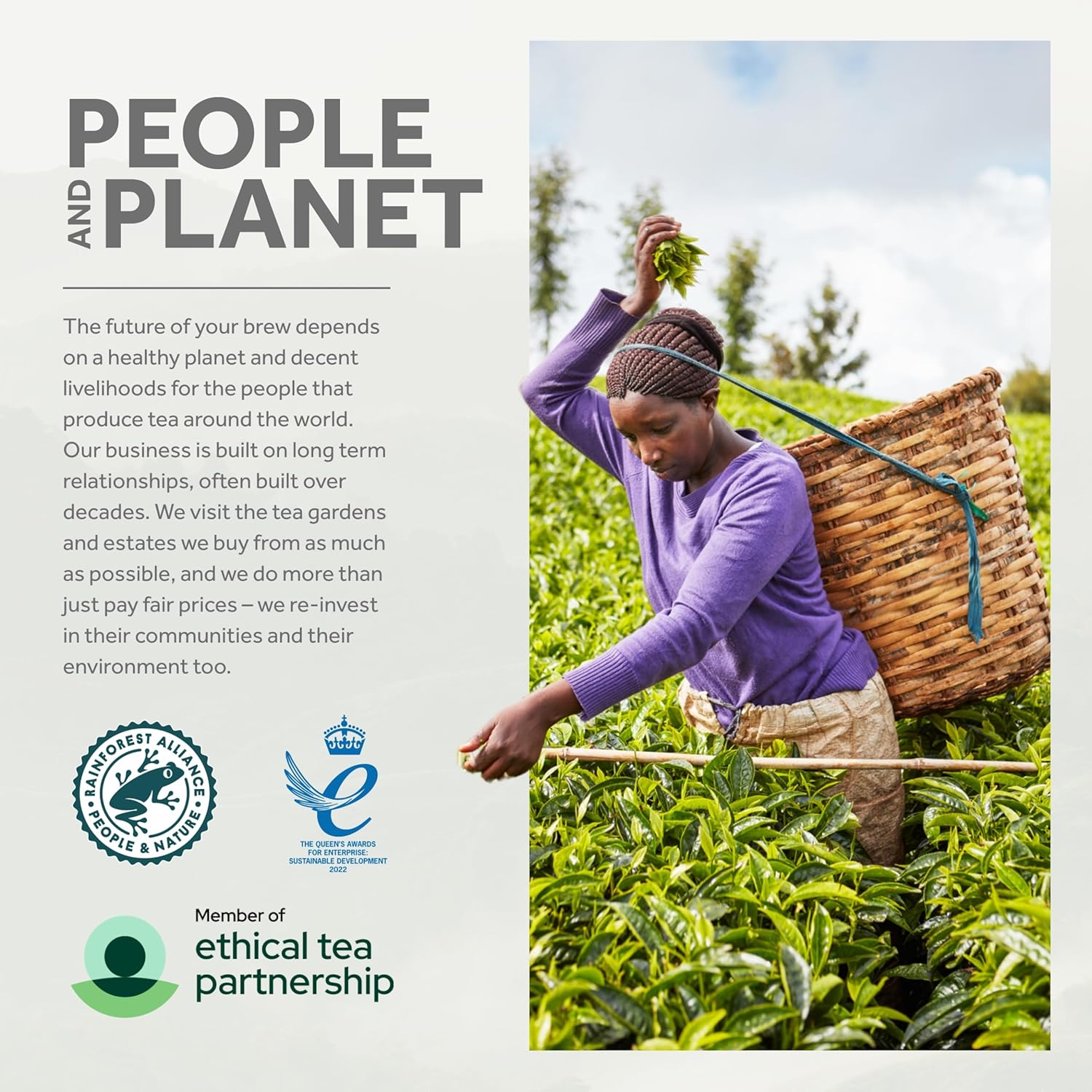 Taylors of Harrogate Yorkshire Gold, 160 Count (Pack of 1)