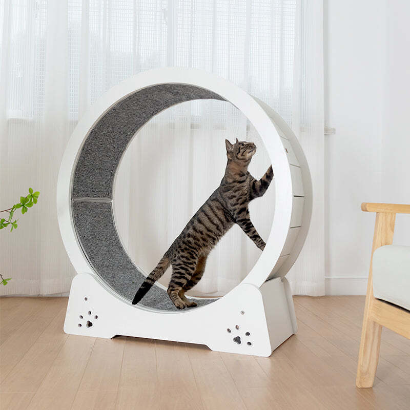 ❤️The Best Gift For Your Cats