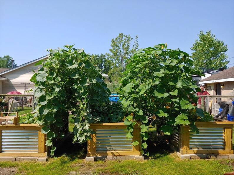 💝 Buy 3 Only $19 🔥Cedar Raised Garden Bed