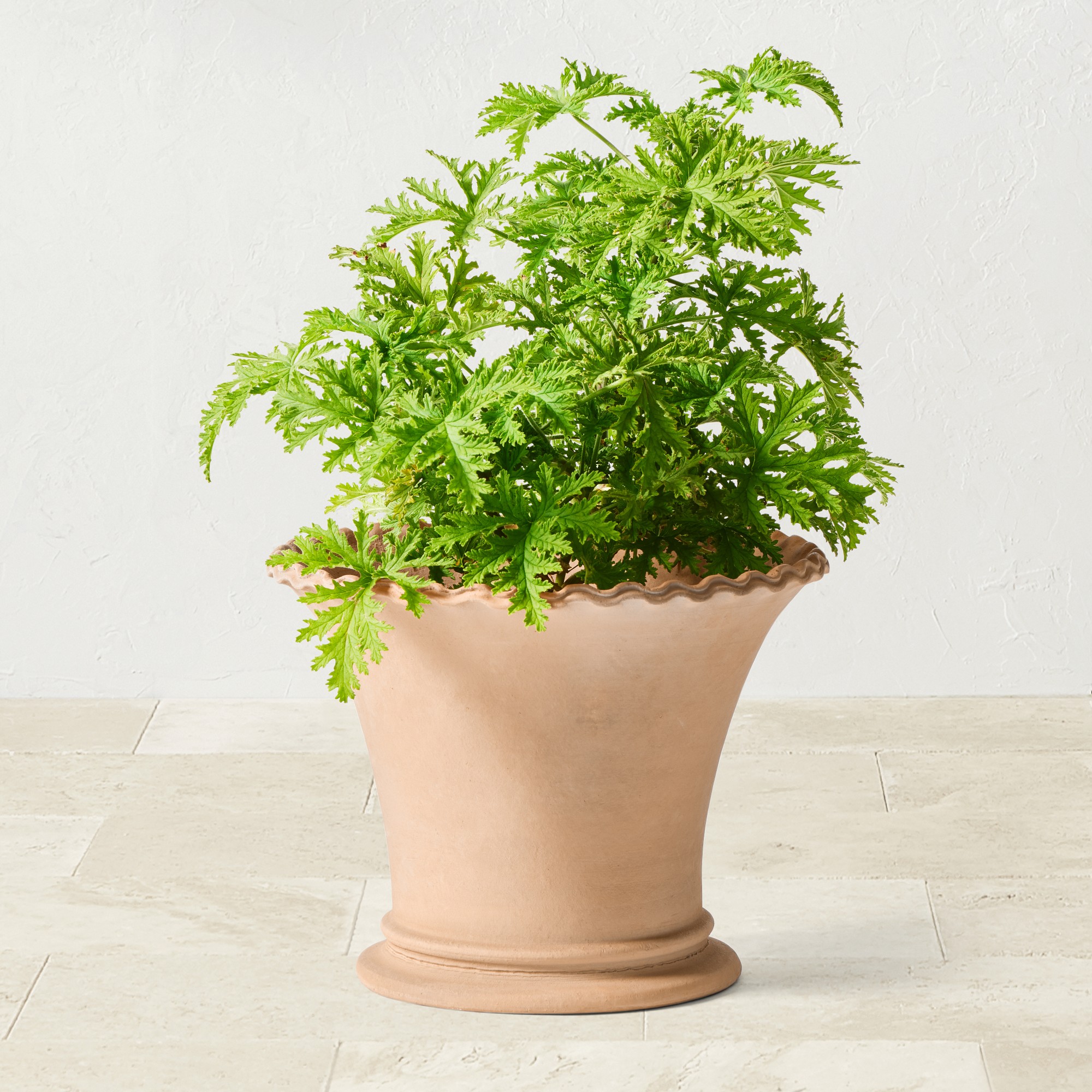 Williams Sonoma Terracotta Scallop Planter
