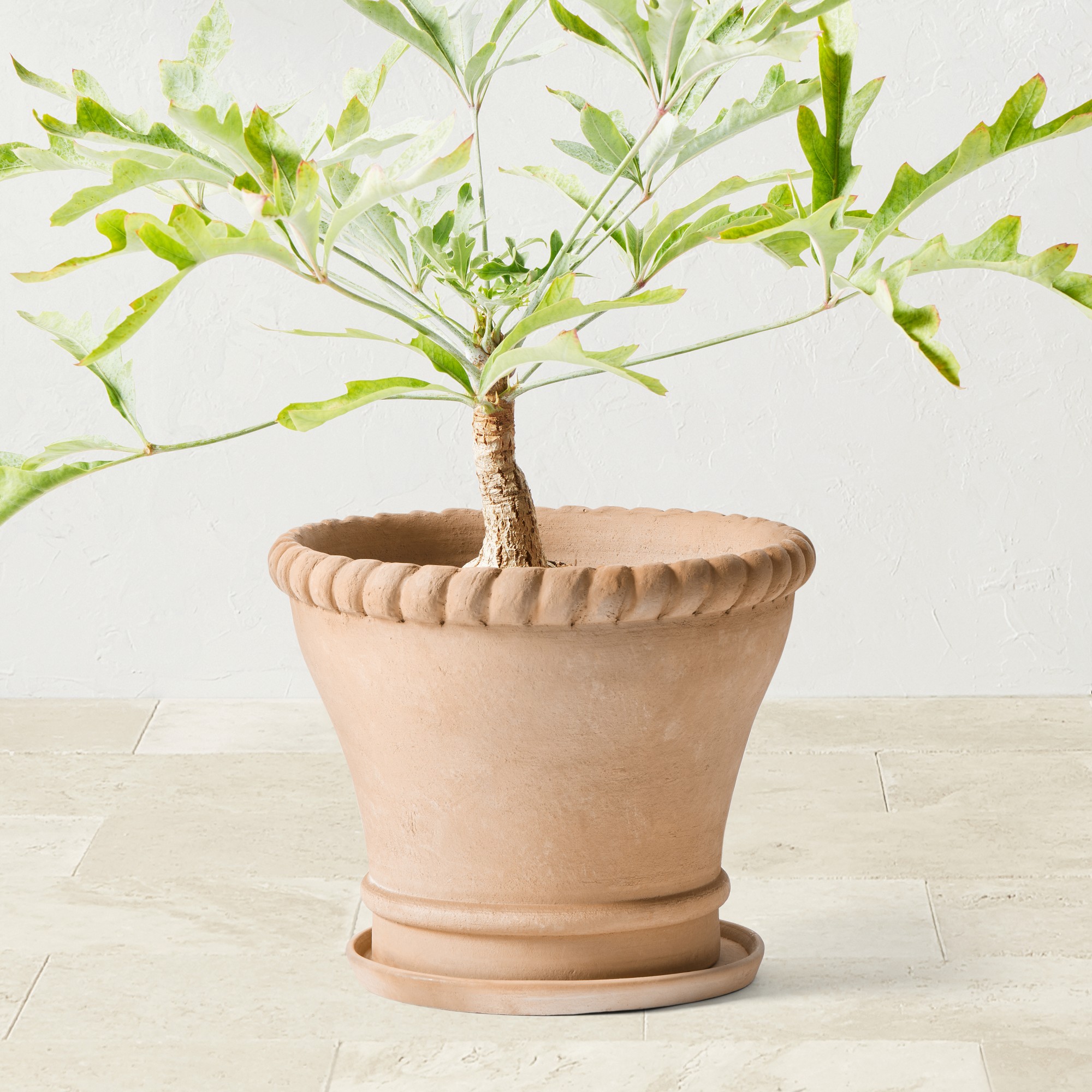 Williams Sonoma Terracotta Rope Planter