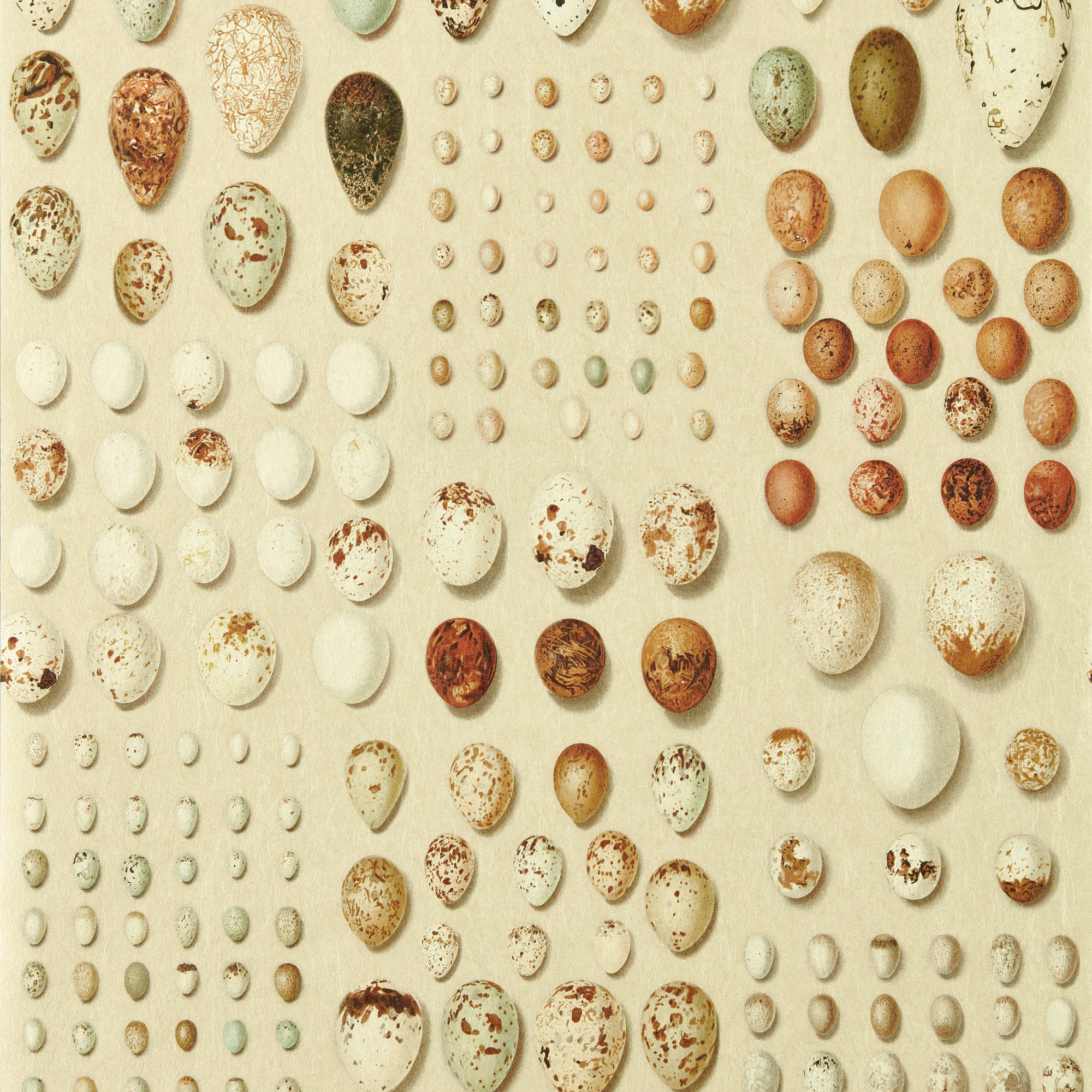 Sanderson x Giles Deacon Oology Portal Wallpaper