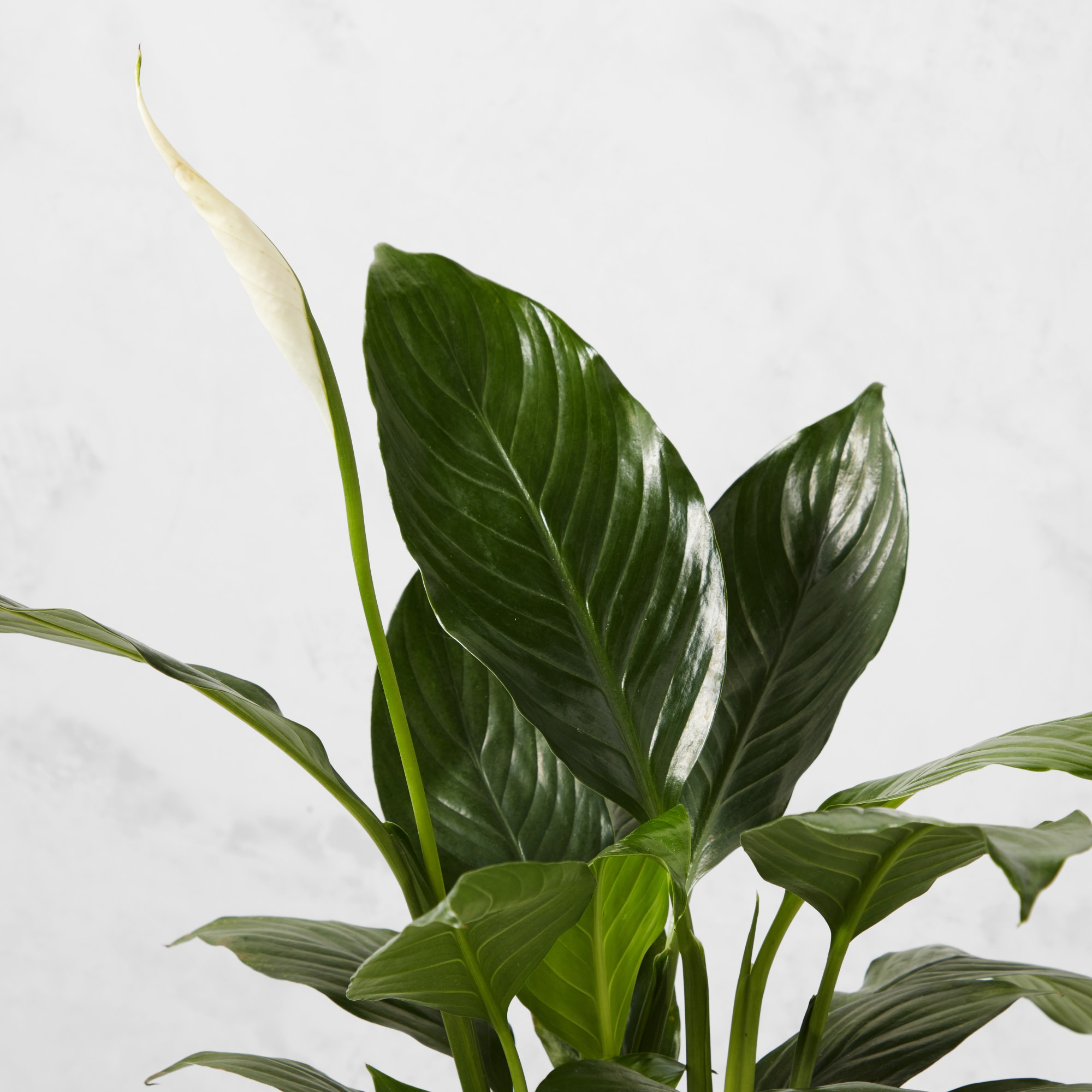 Live Spathaphylum Peace Lily House Plant, 12