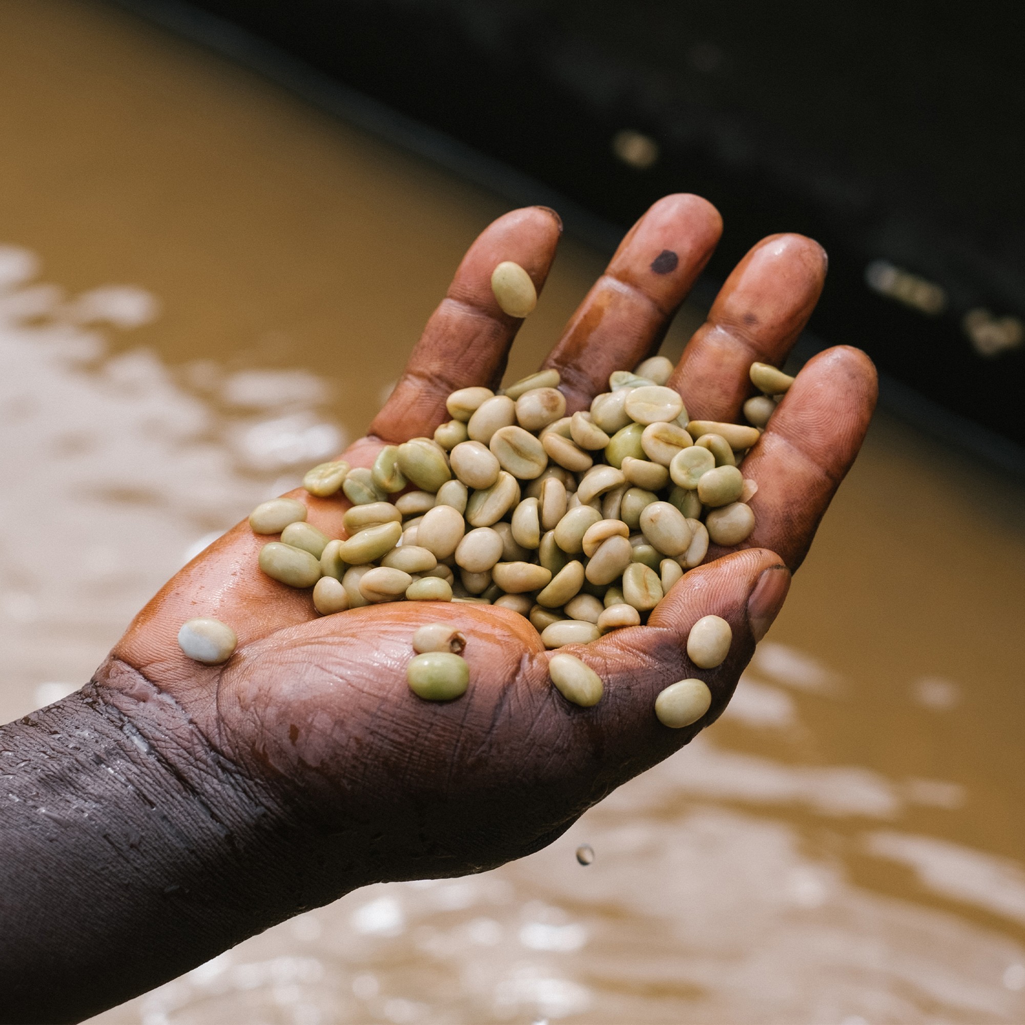 ONYX Coffee Monarch Blend Coffee Beans