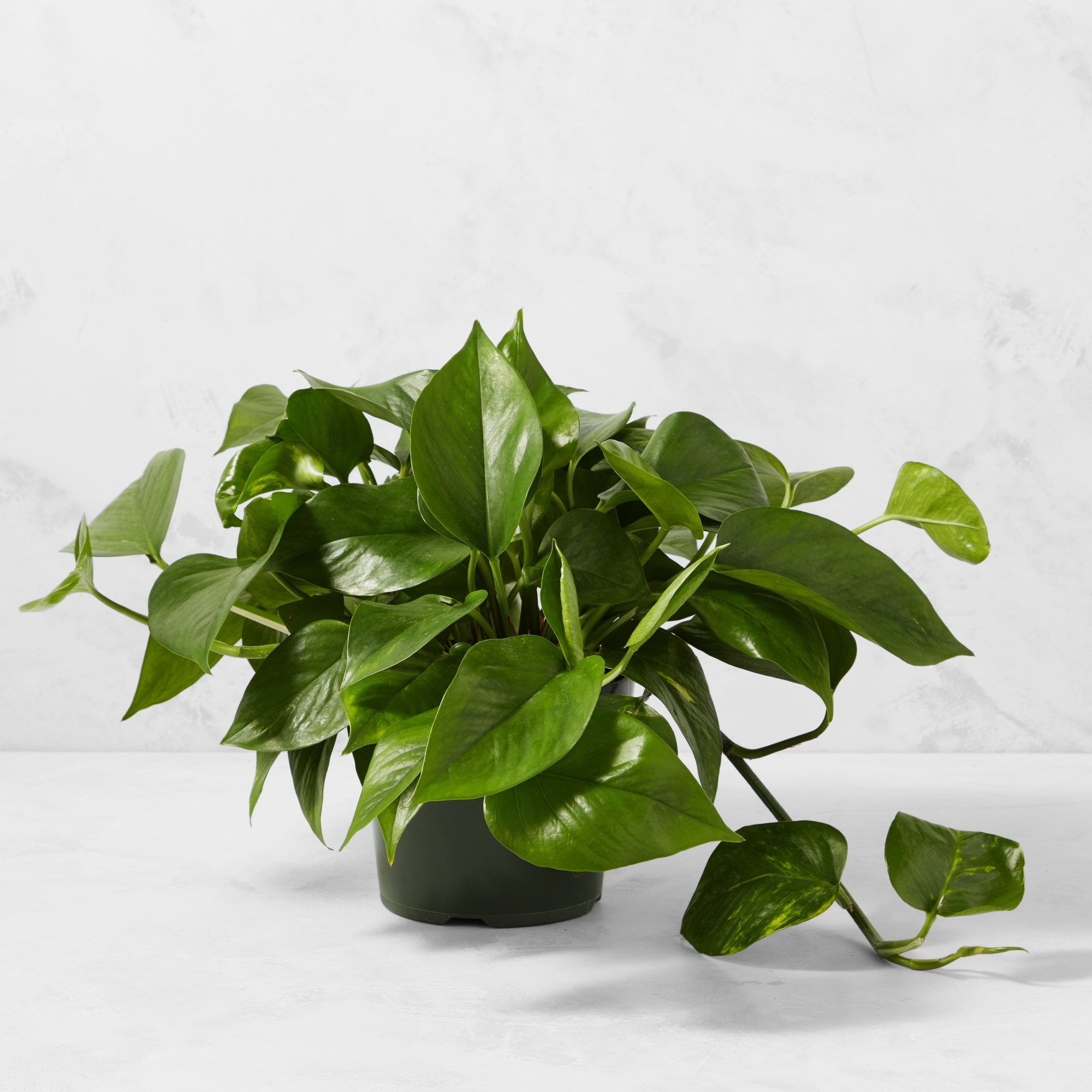 Live Pothos House Plant, 9