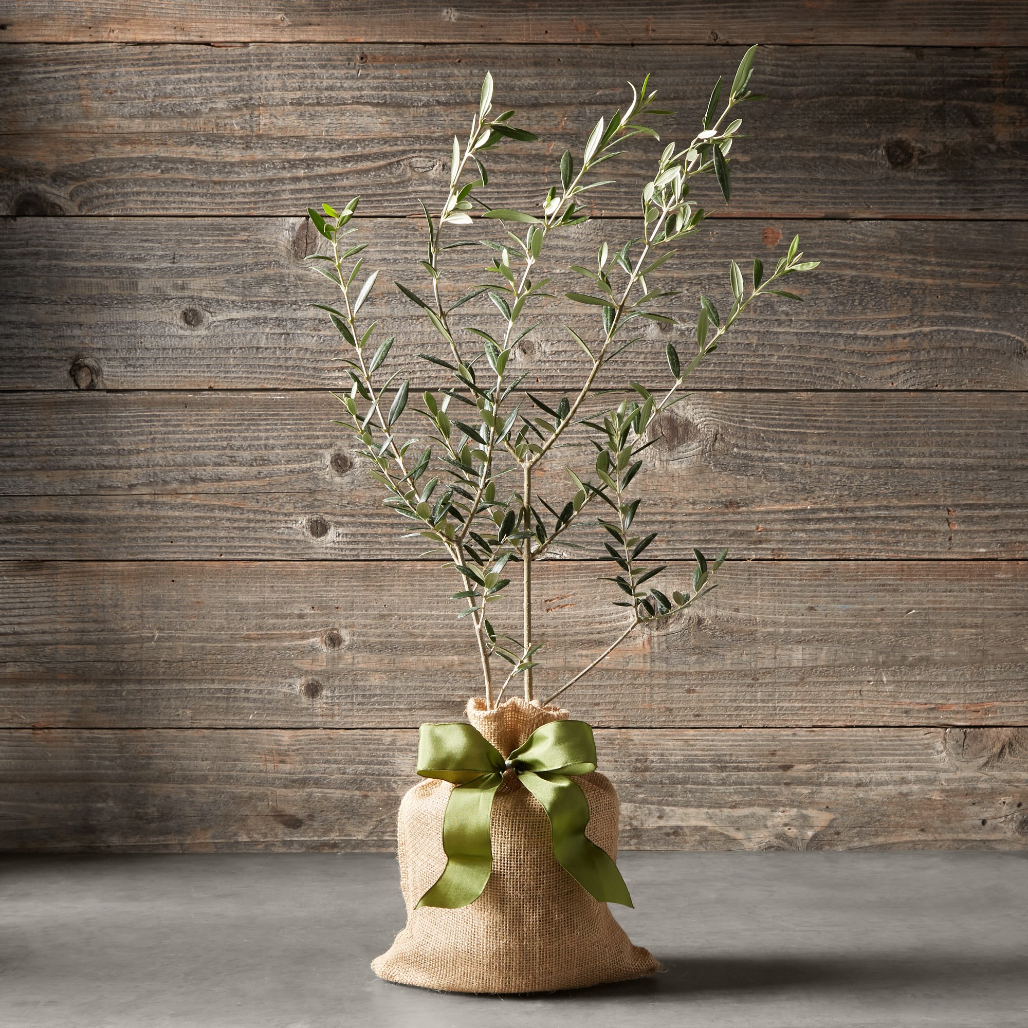 Live Mini Olive Tree, 20-24