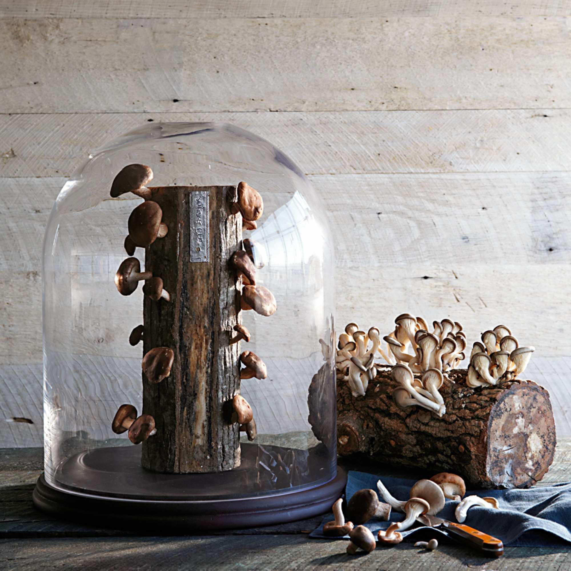 Shiitake Mushroom Log Kit