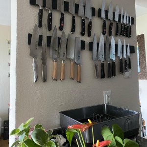 Shun Classic Blonde Starter Knives, Set of 5