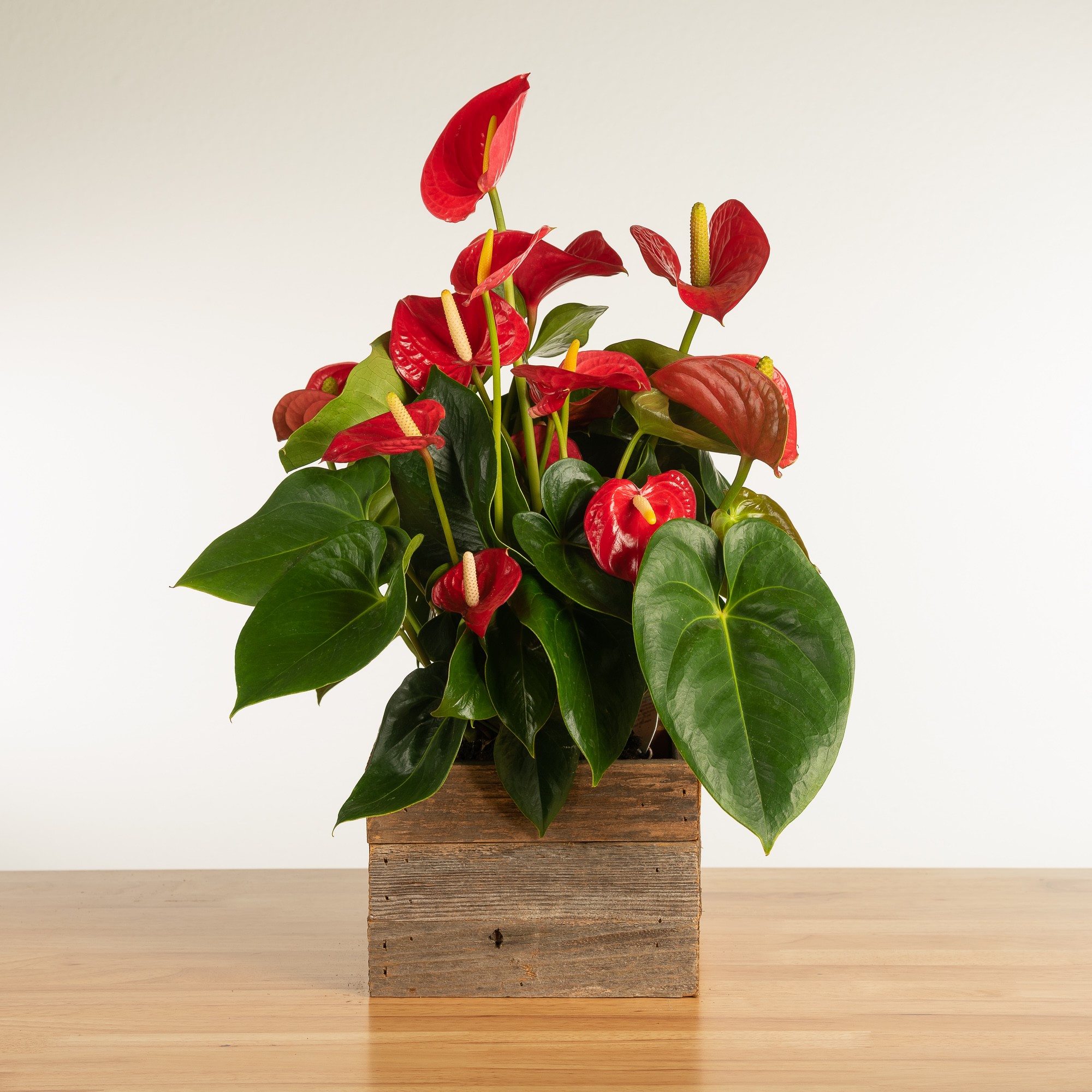 Fresh Red Anthurium in Reclaimed Wood Planter, 12-14