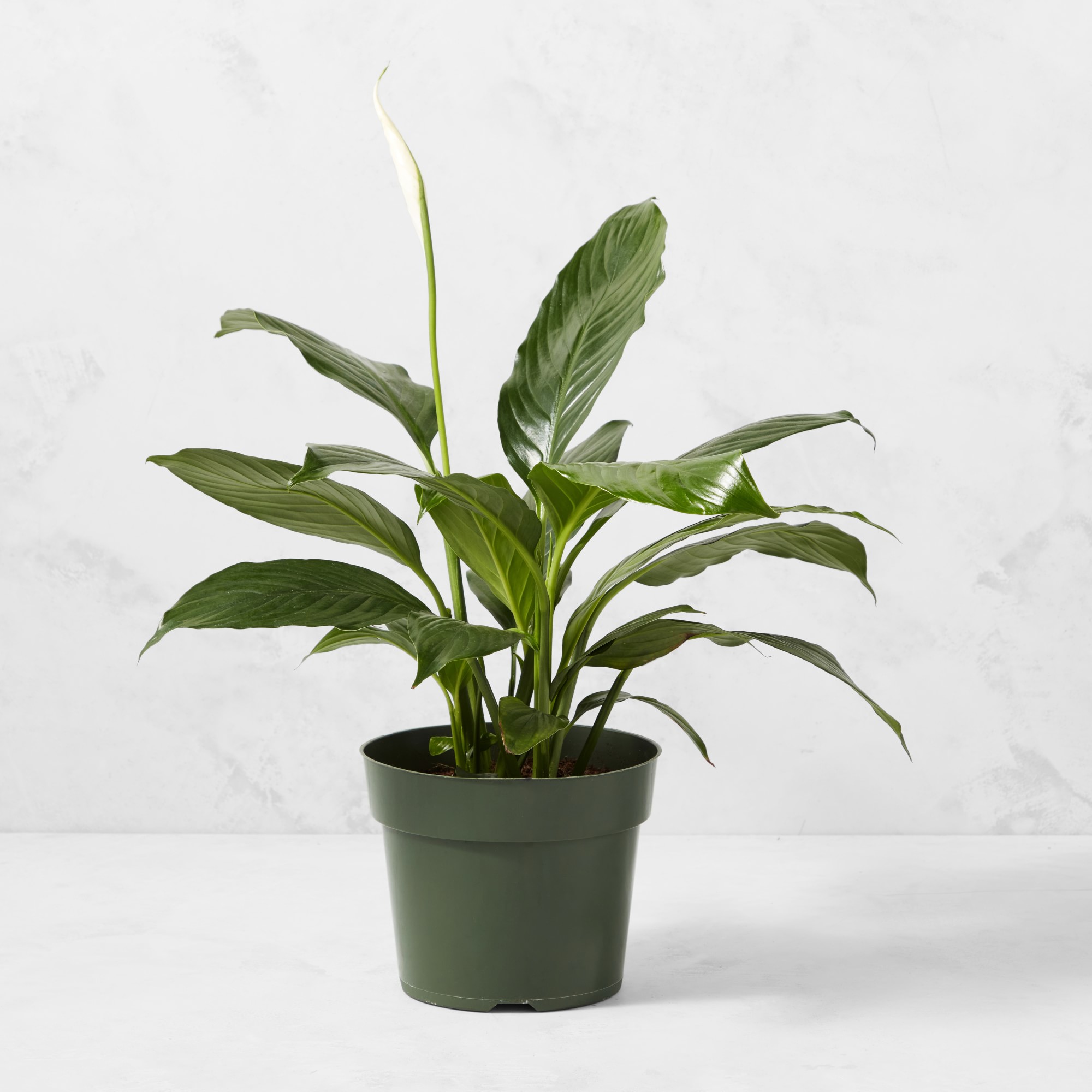 Live Spathaphylum Peace Lily House Plant, 12