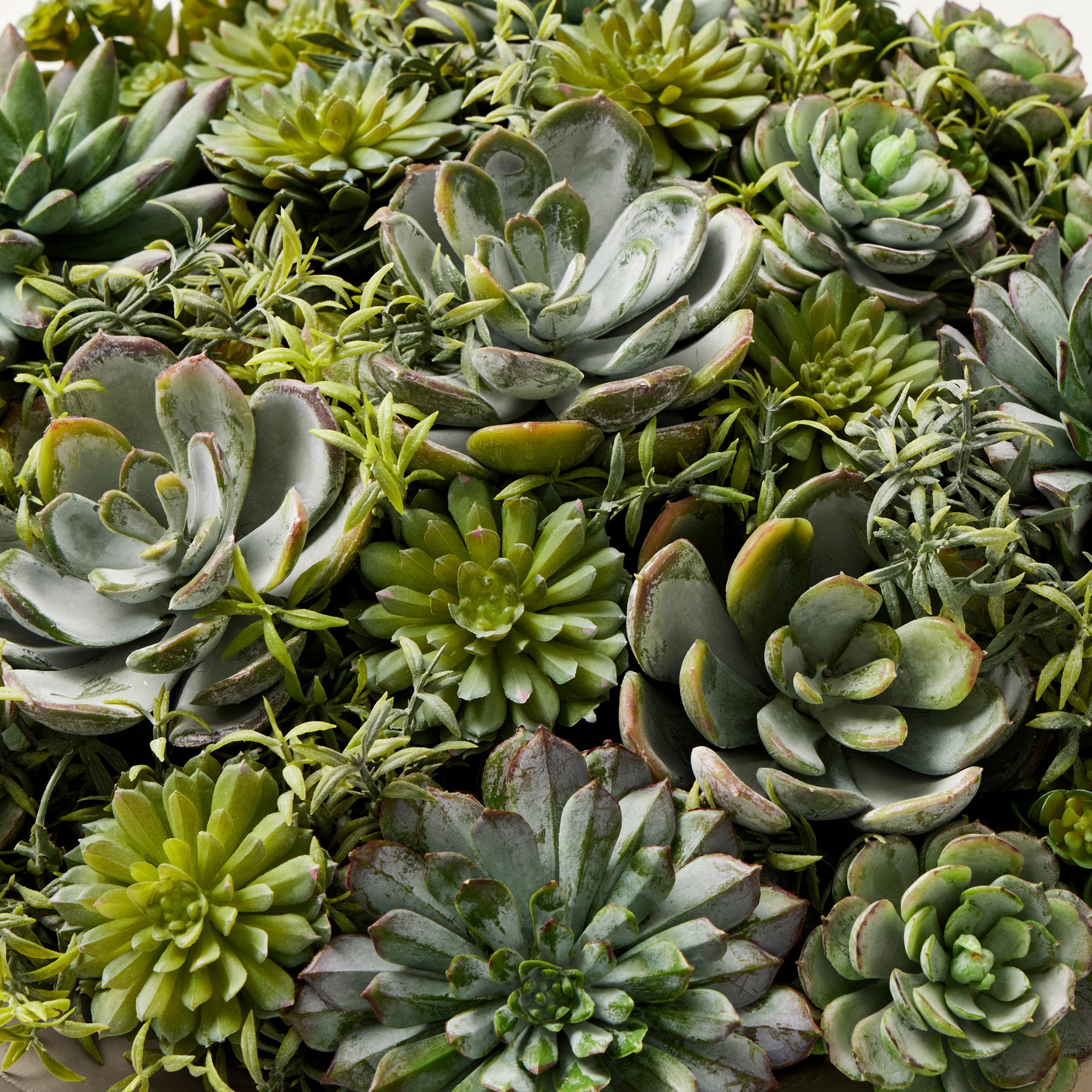 Jeff Leatham x Williams Sonoma Faux Succulents in Round Bowl, 6