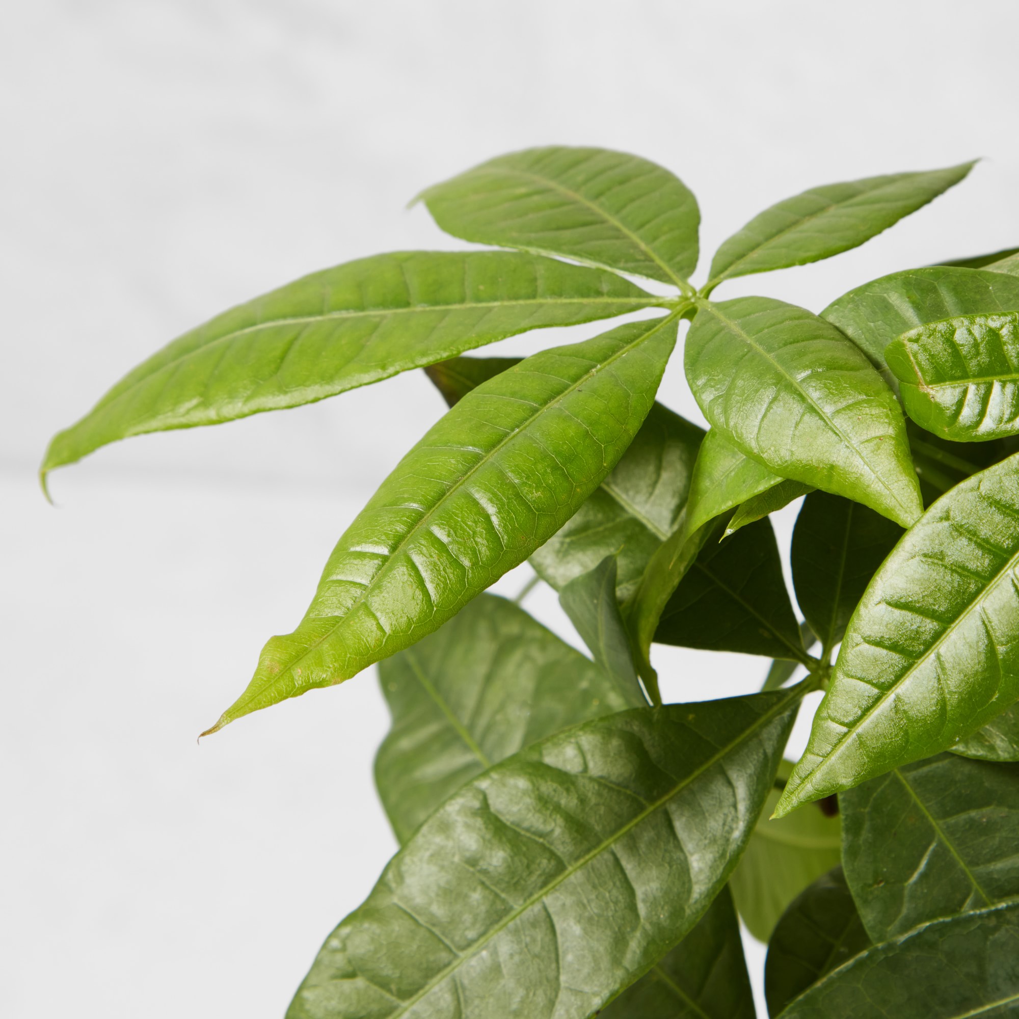 Live Money Tree House Plant, 18-20