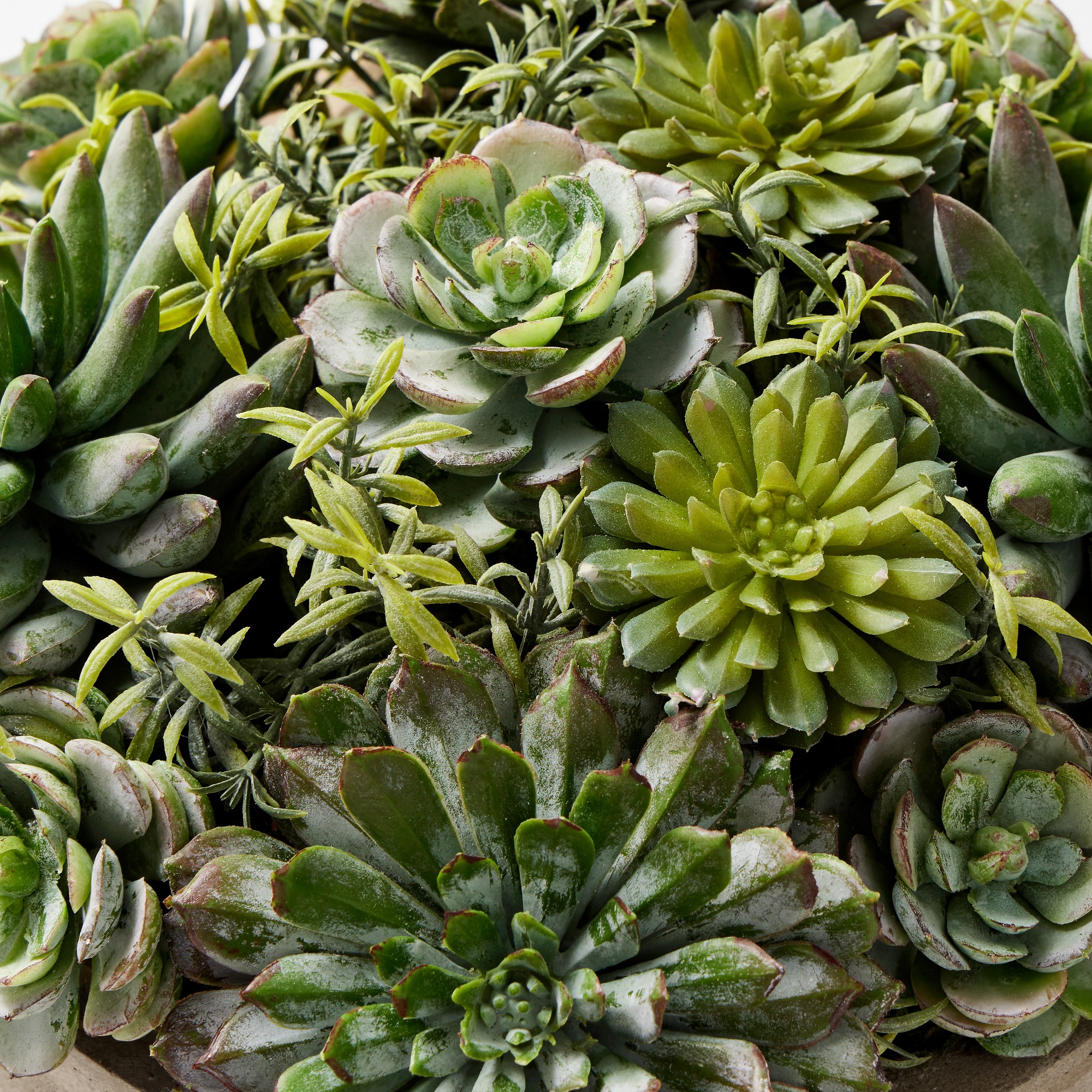Jeff Leatham x Williams Sonoma Real Touch Faux Succulents in Round Pot, 7