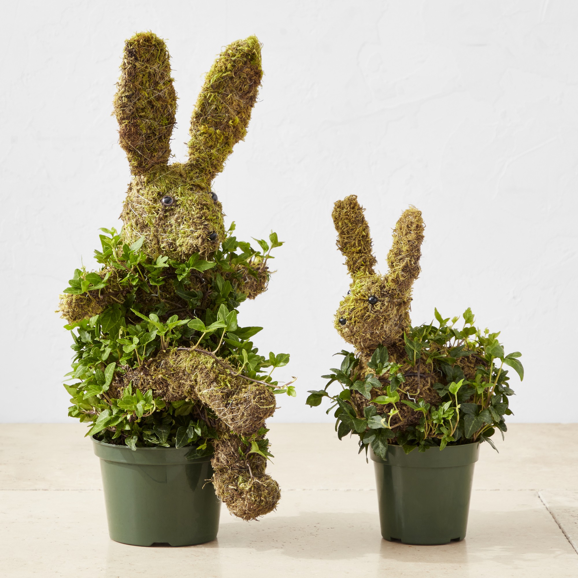Baby Ivy & Moss Easter Bunny Live Topiary, 12