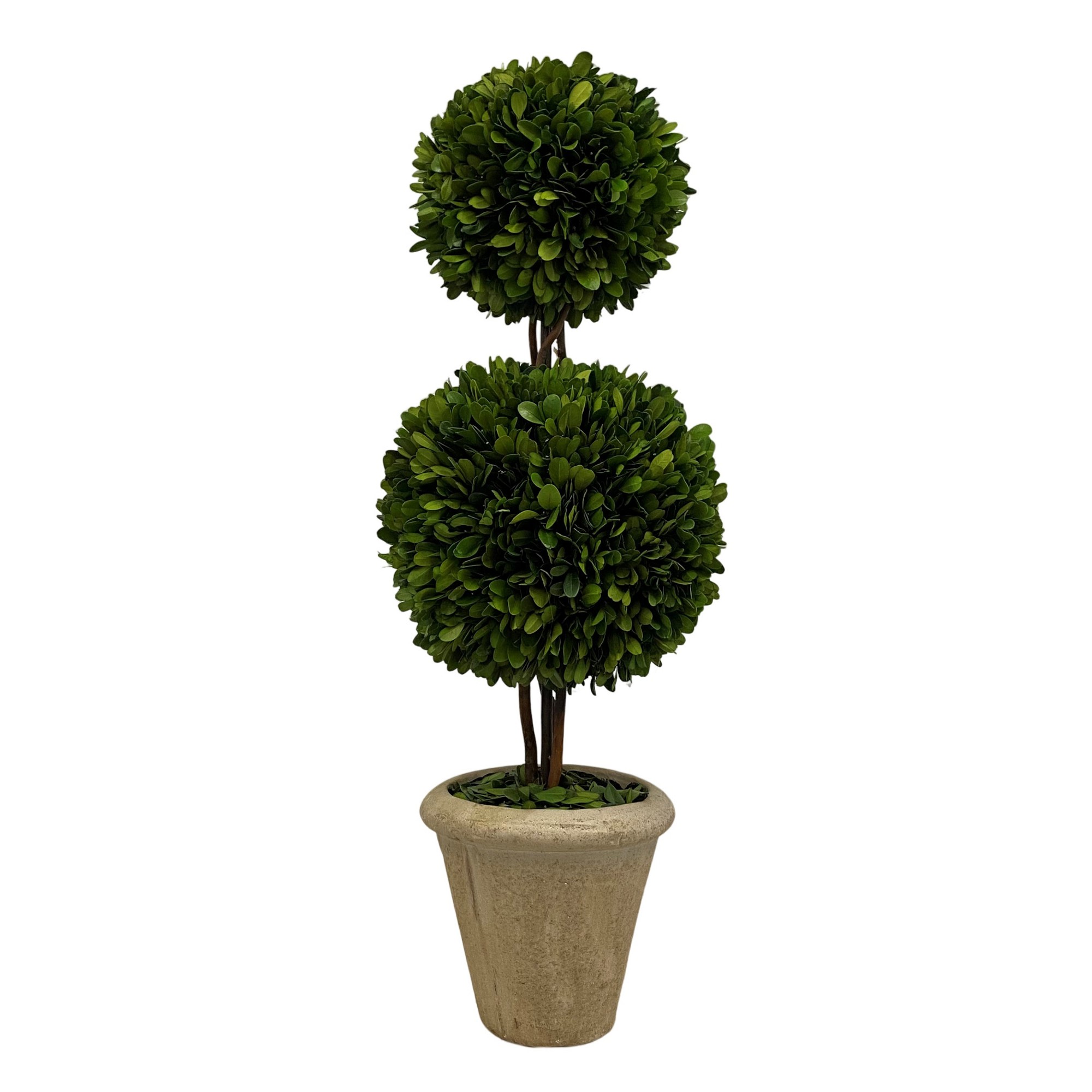 Preserved Boxwood Cone & Ball Topiary, 24