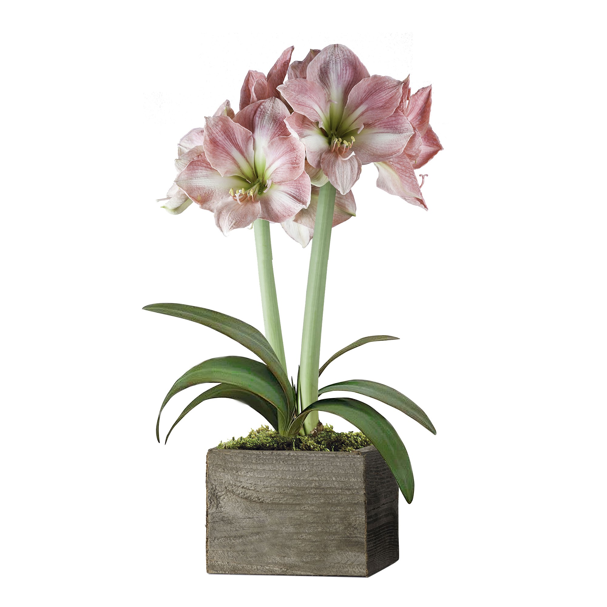 Fresh Pink & White Amaryllis in Wooden Planter, 16