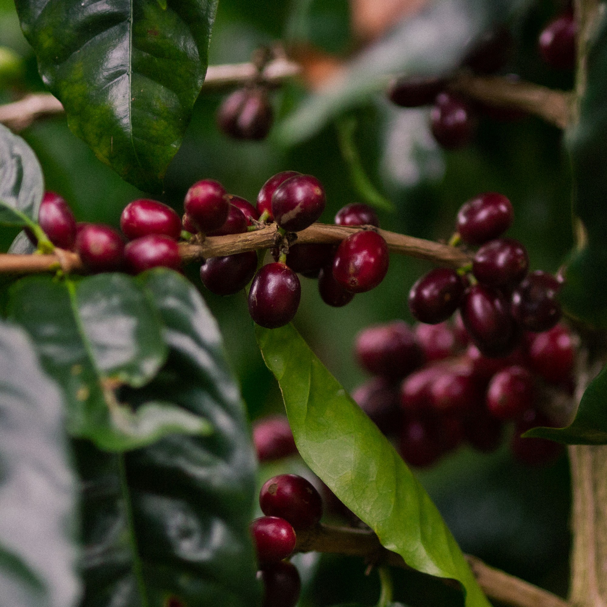 Equator Coffee Jaguar Espresso Blend Coffee Beans