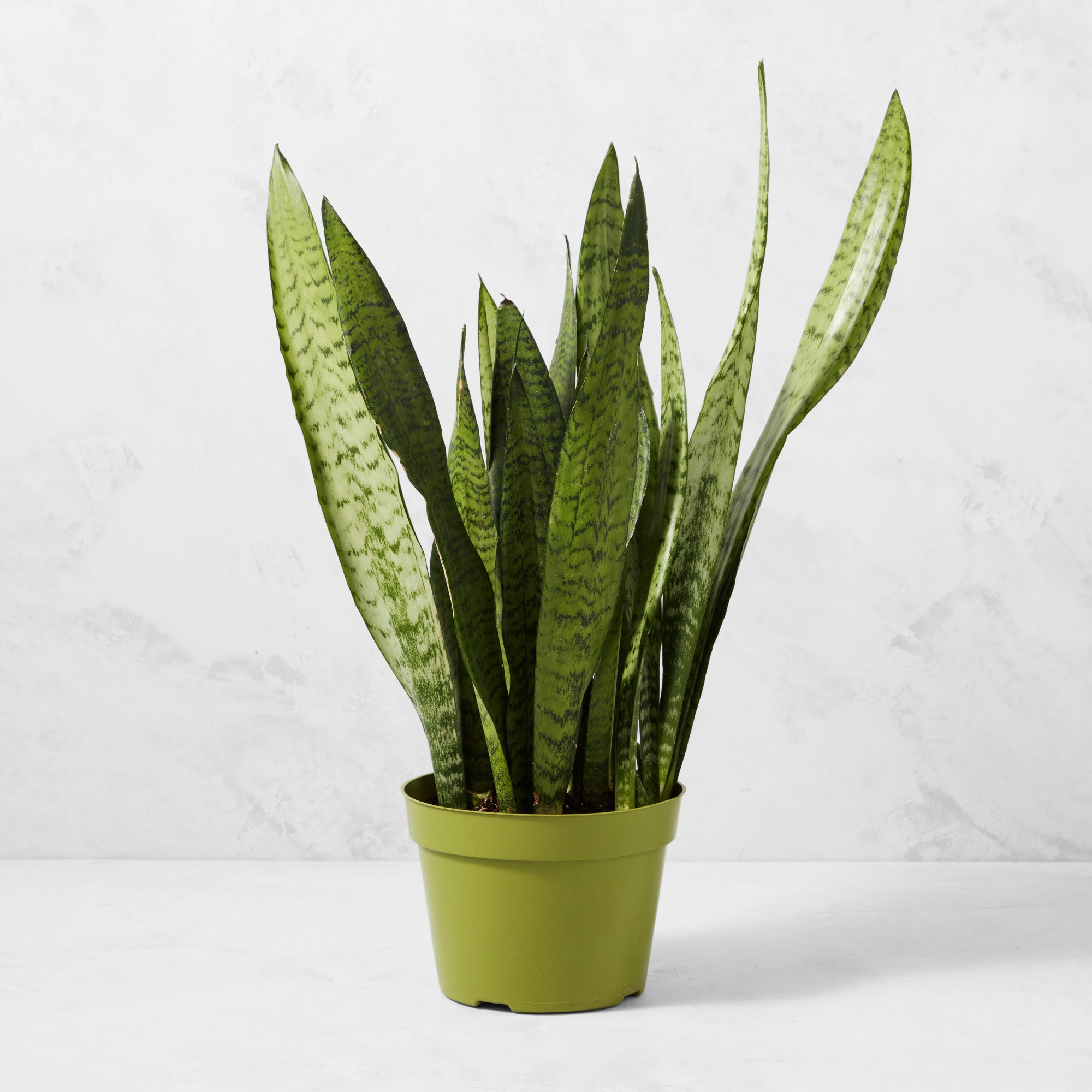 Live Sansevieria Snake House Plant, 16