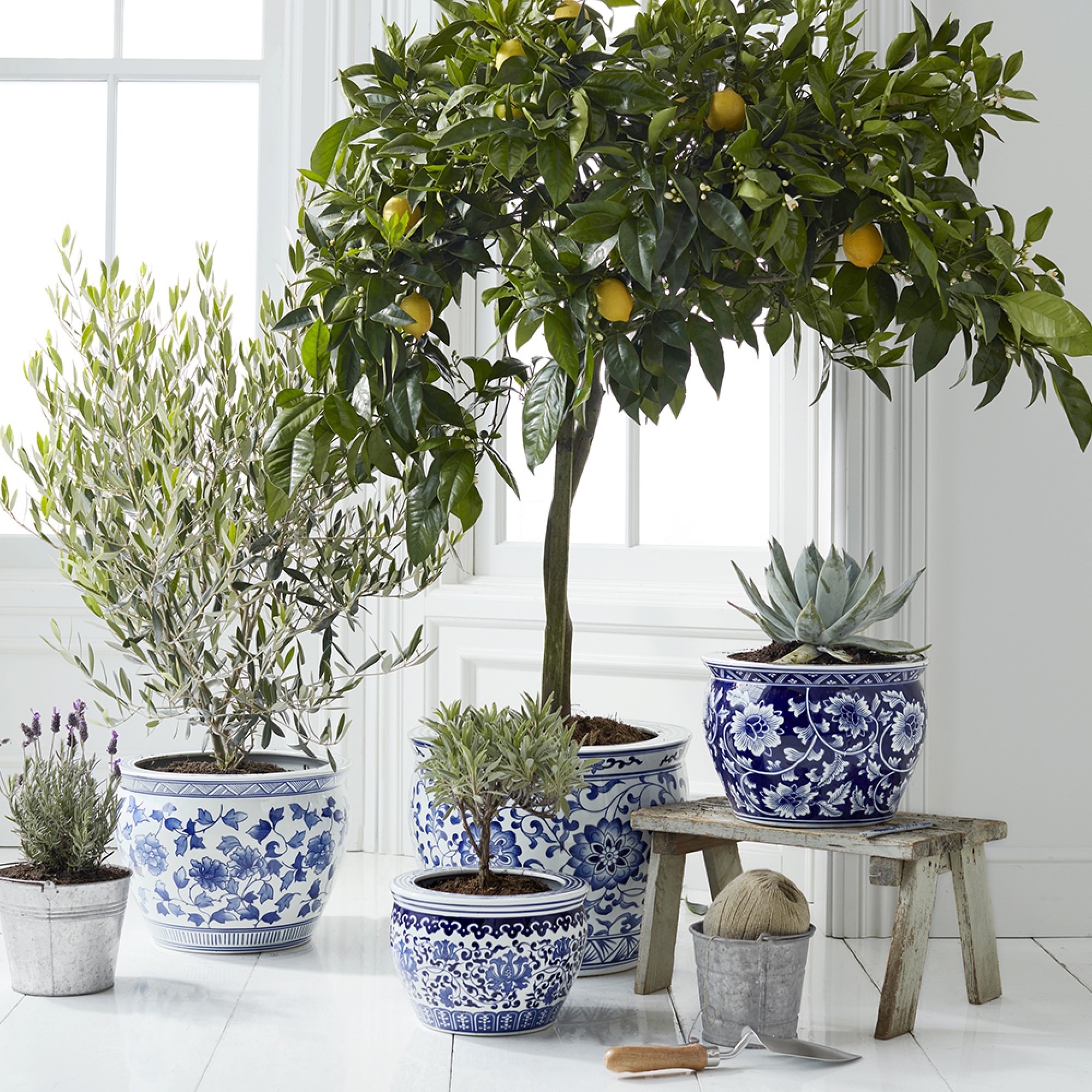 Blue & White Ceramic Planter, Extra Large