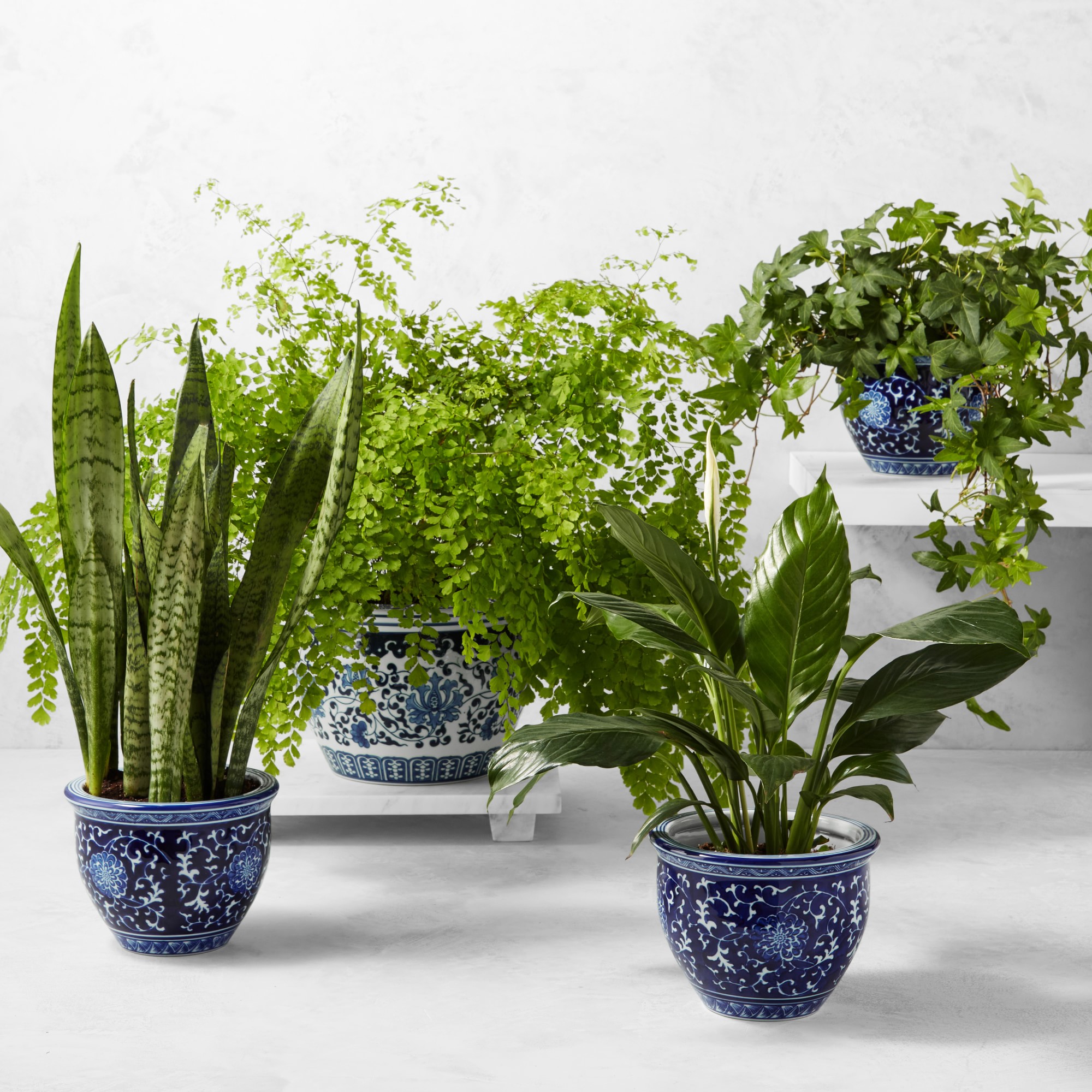 Live English Ivy House Plant, 8