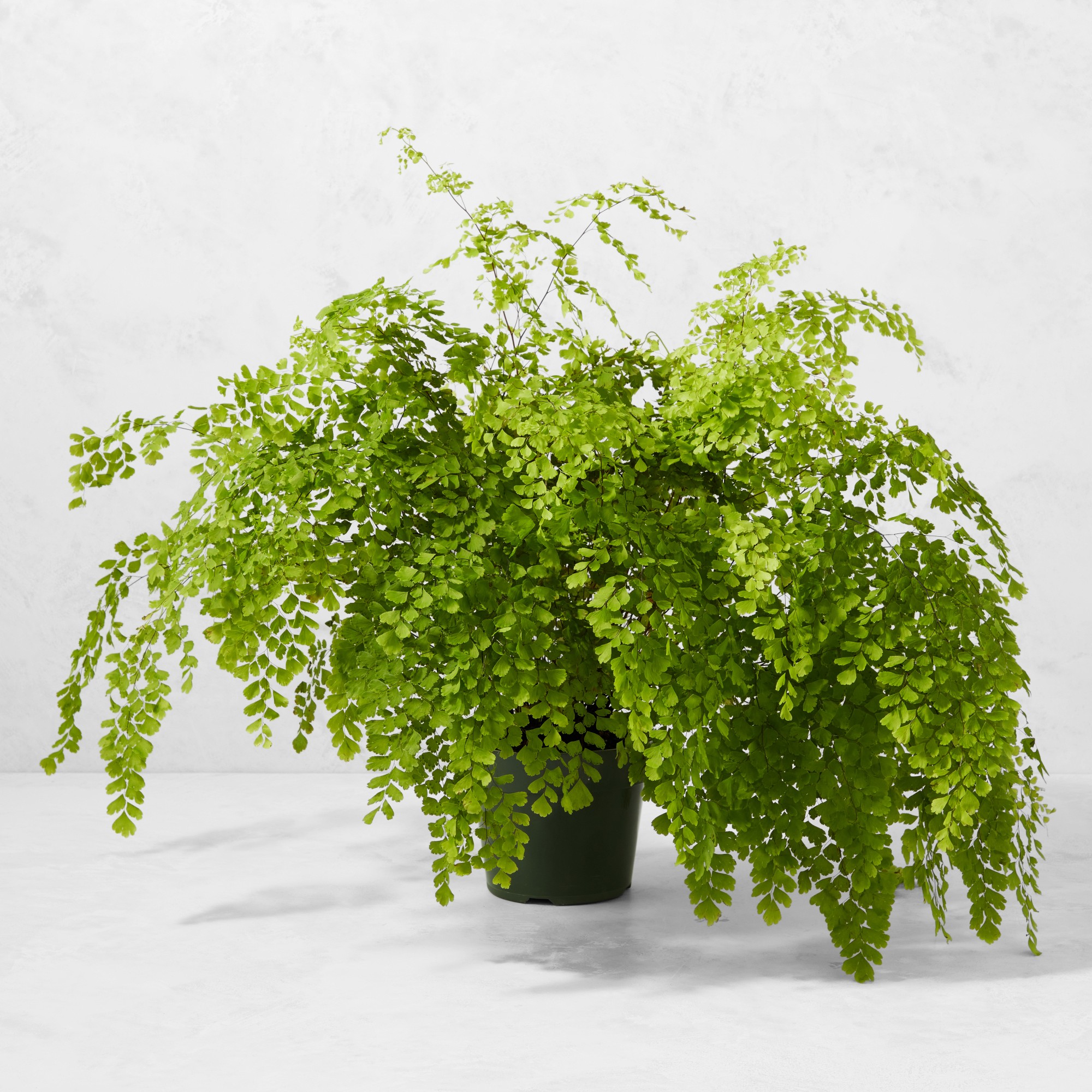 Live Maidenhair Fern House Plant, 18