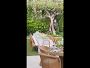 AERIN Garden Bouquet Dinnerware Collection