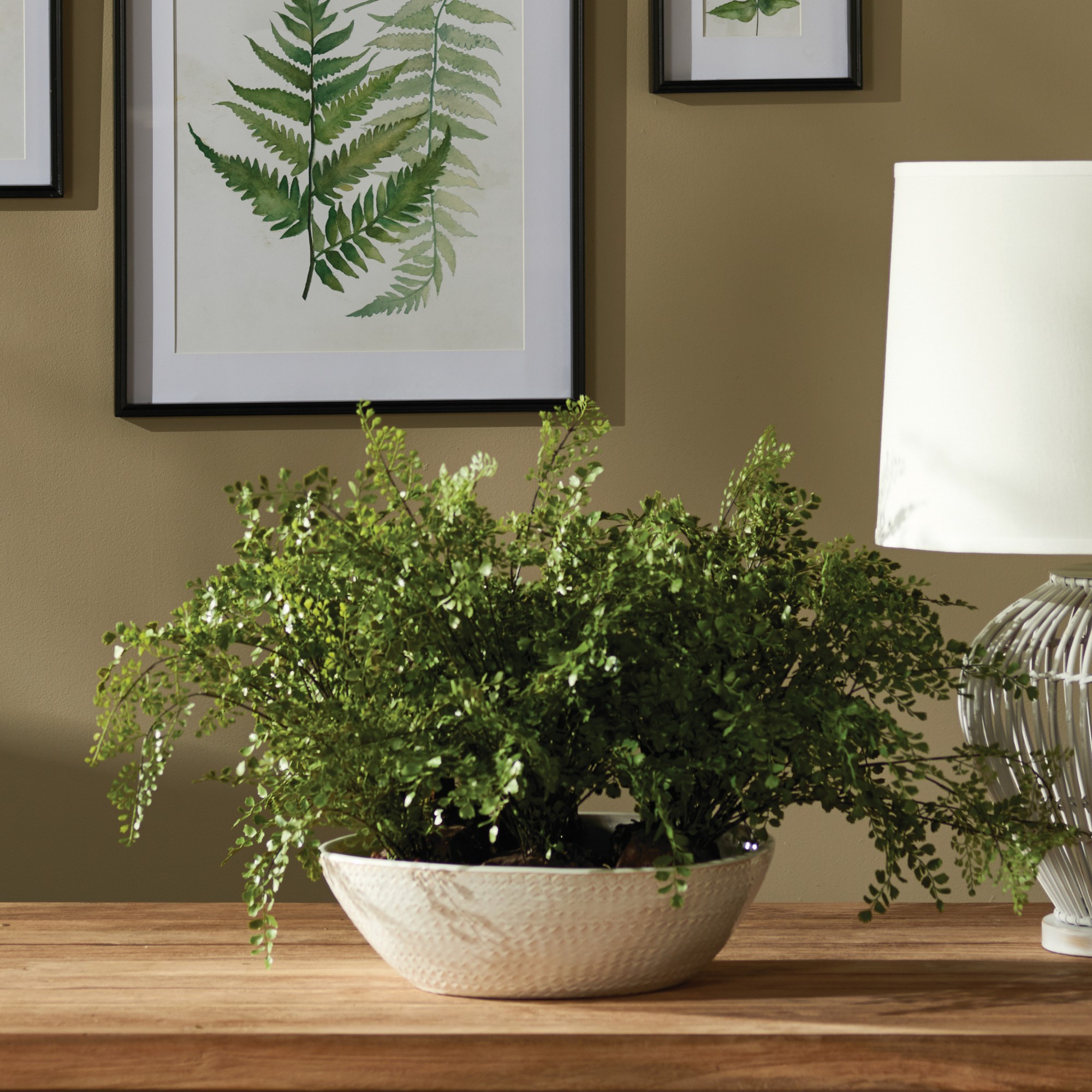 Faux Maidenhair Fern Drop-In, 18