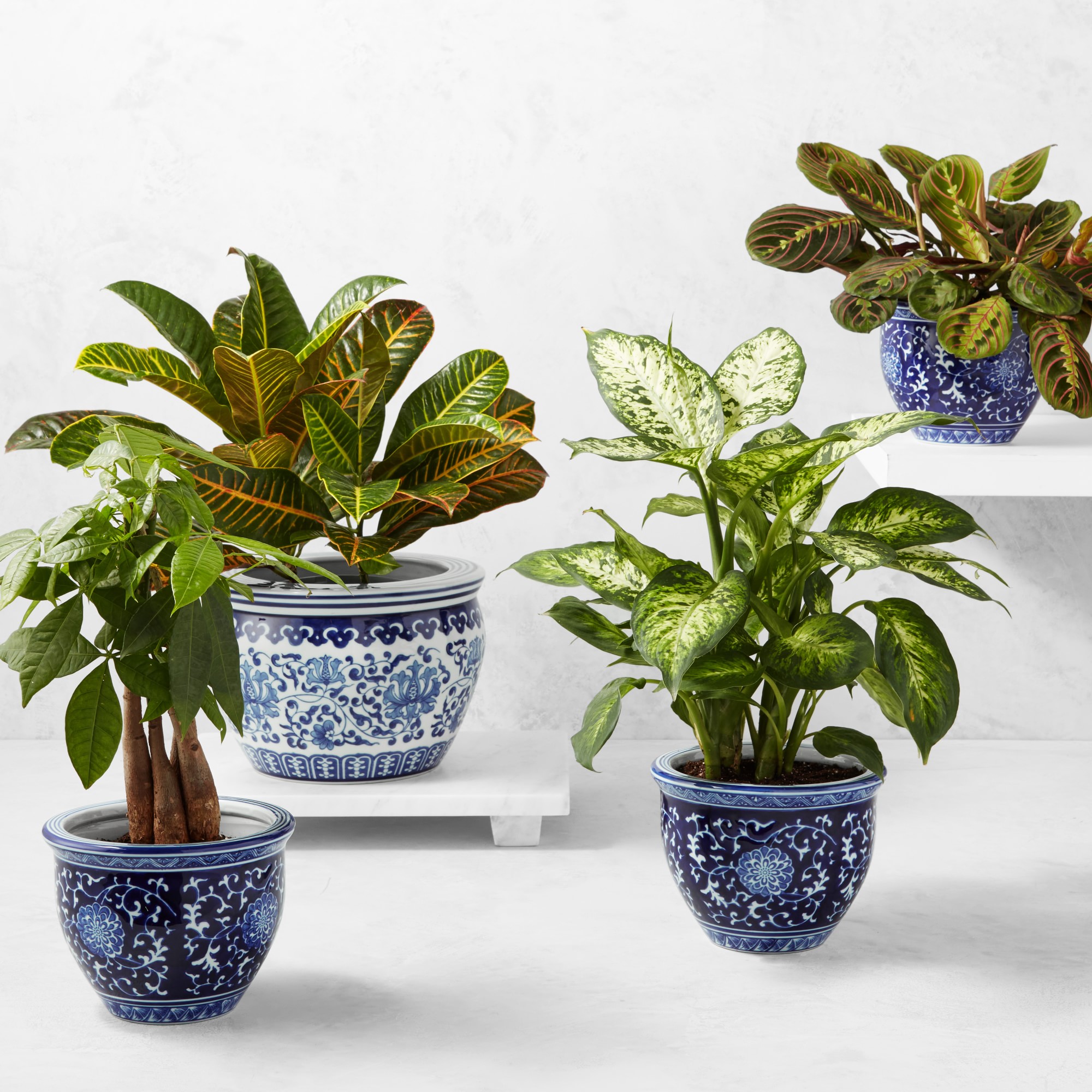 Live Money Tree House Plant, 18