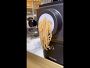 Philips Artisan Smart Pasta & Noodle Maker