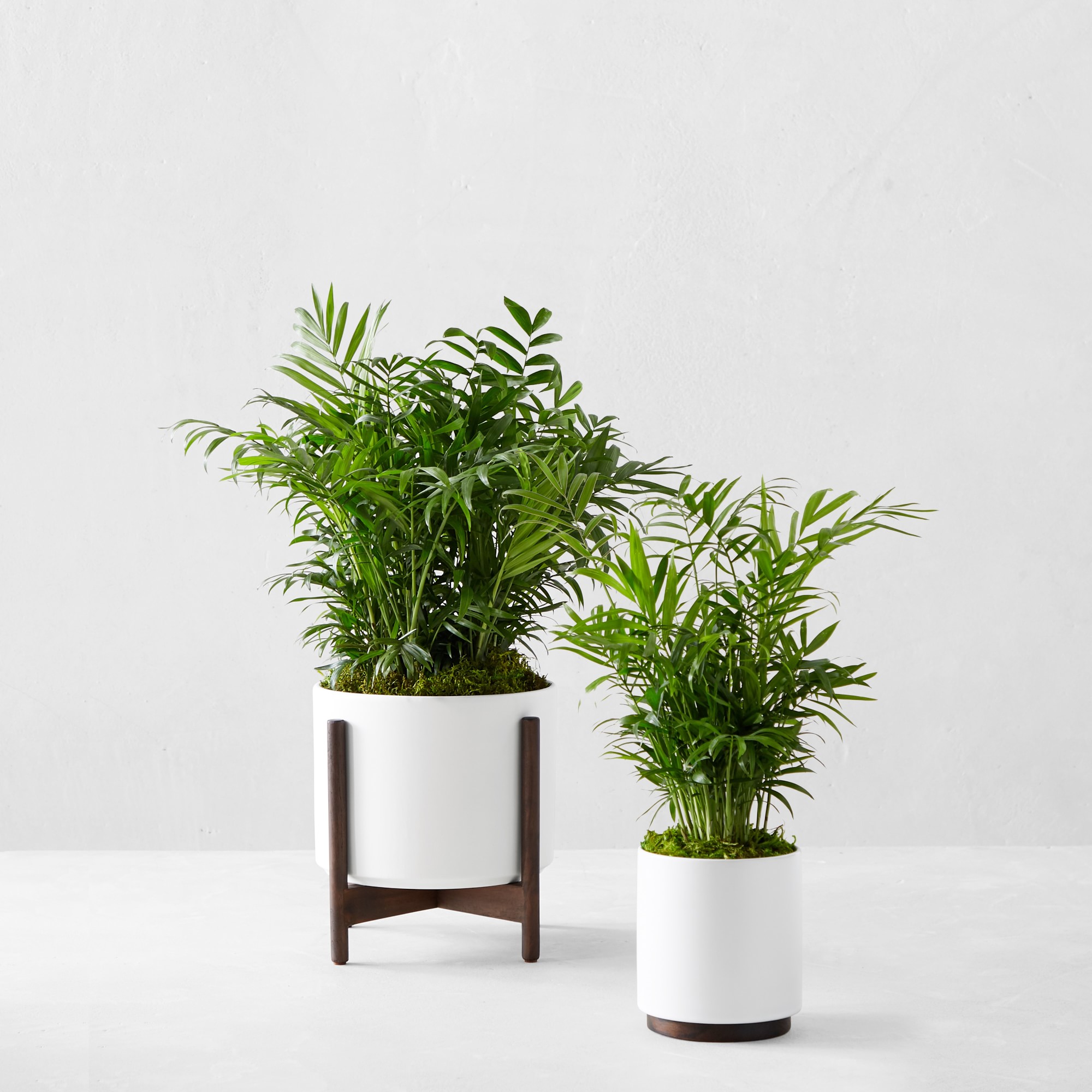 Live Medium Parlor Palm Indoor House Plant, 1.5'-2'