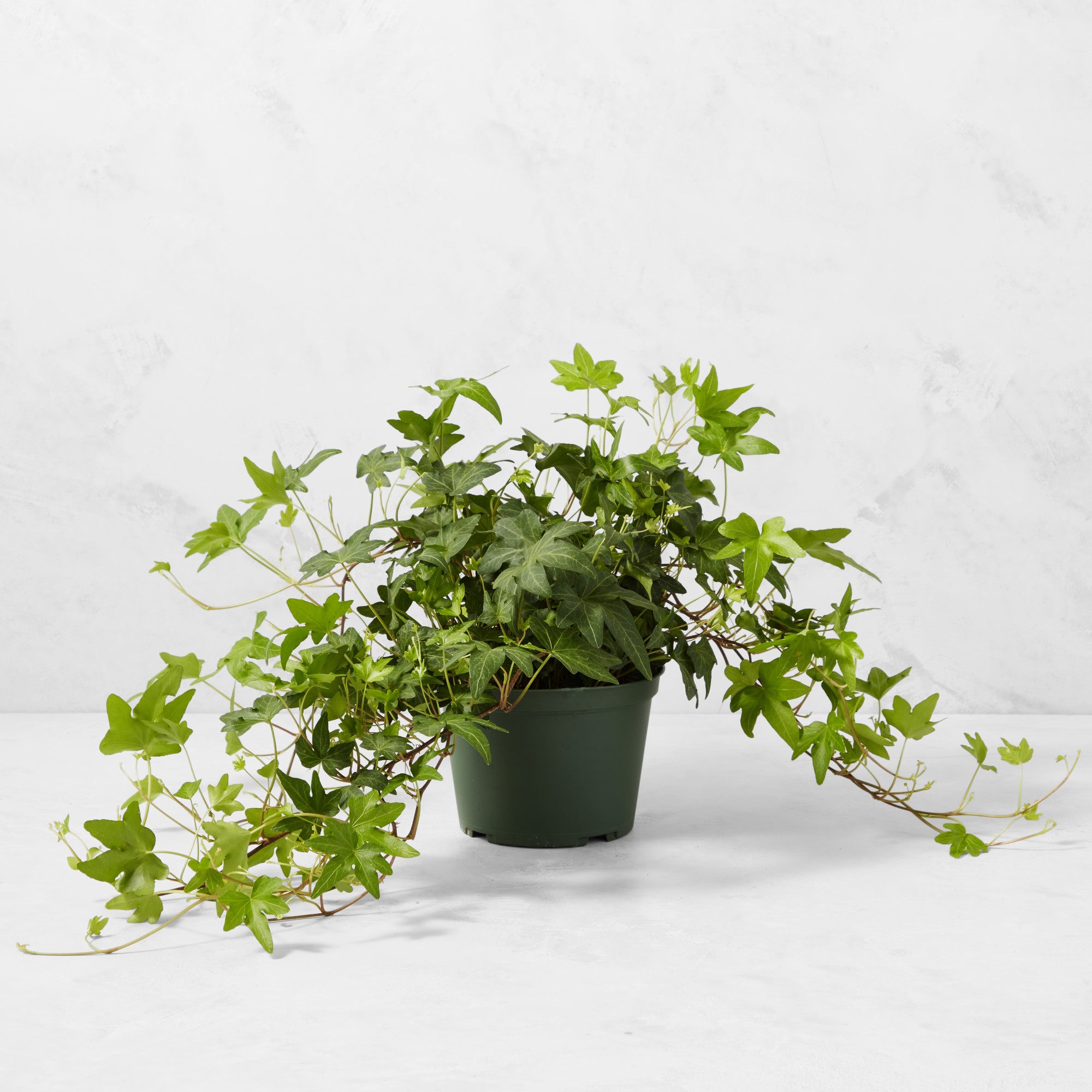 Live English Ivy House Plant, 8