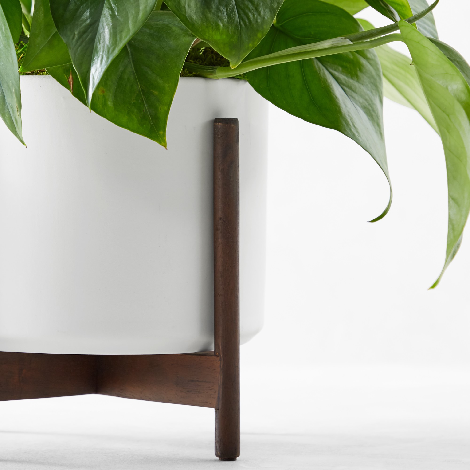 Live Medium Jade Pothos Indoor House Plant, 12-18