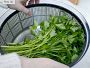 Williams Sonoma Salad Spinner