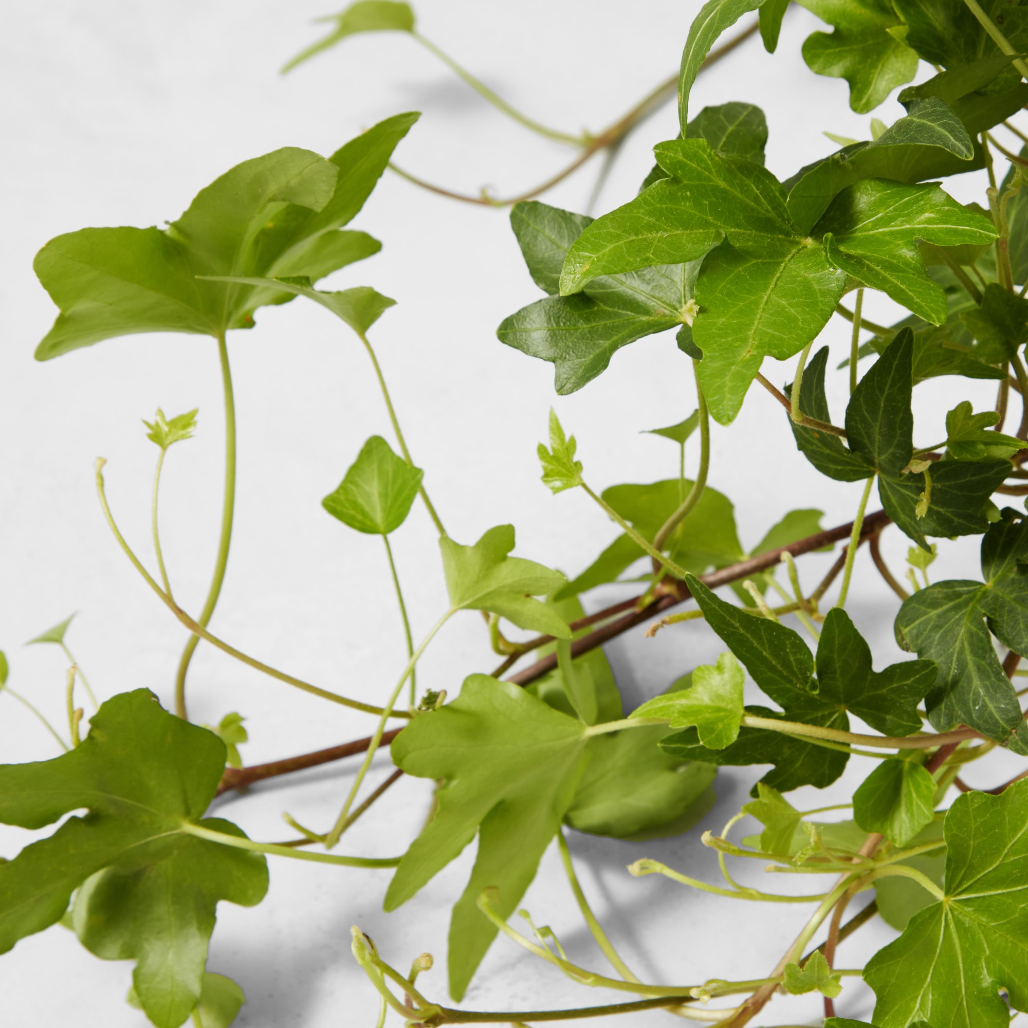 Live English Ivy House Plant, 8