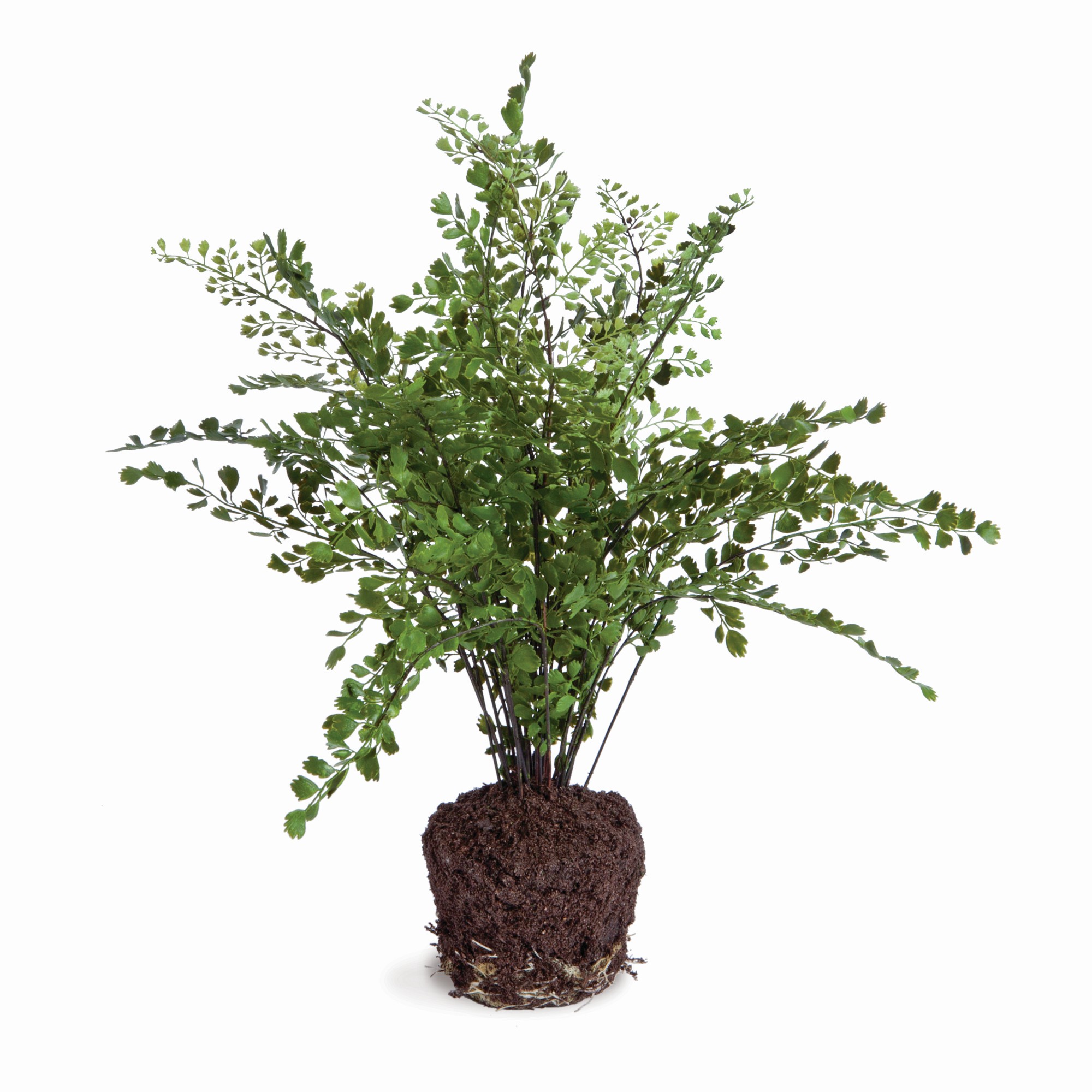 Faux Maidenhair Fern Drop-In, 18