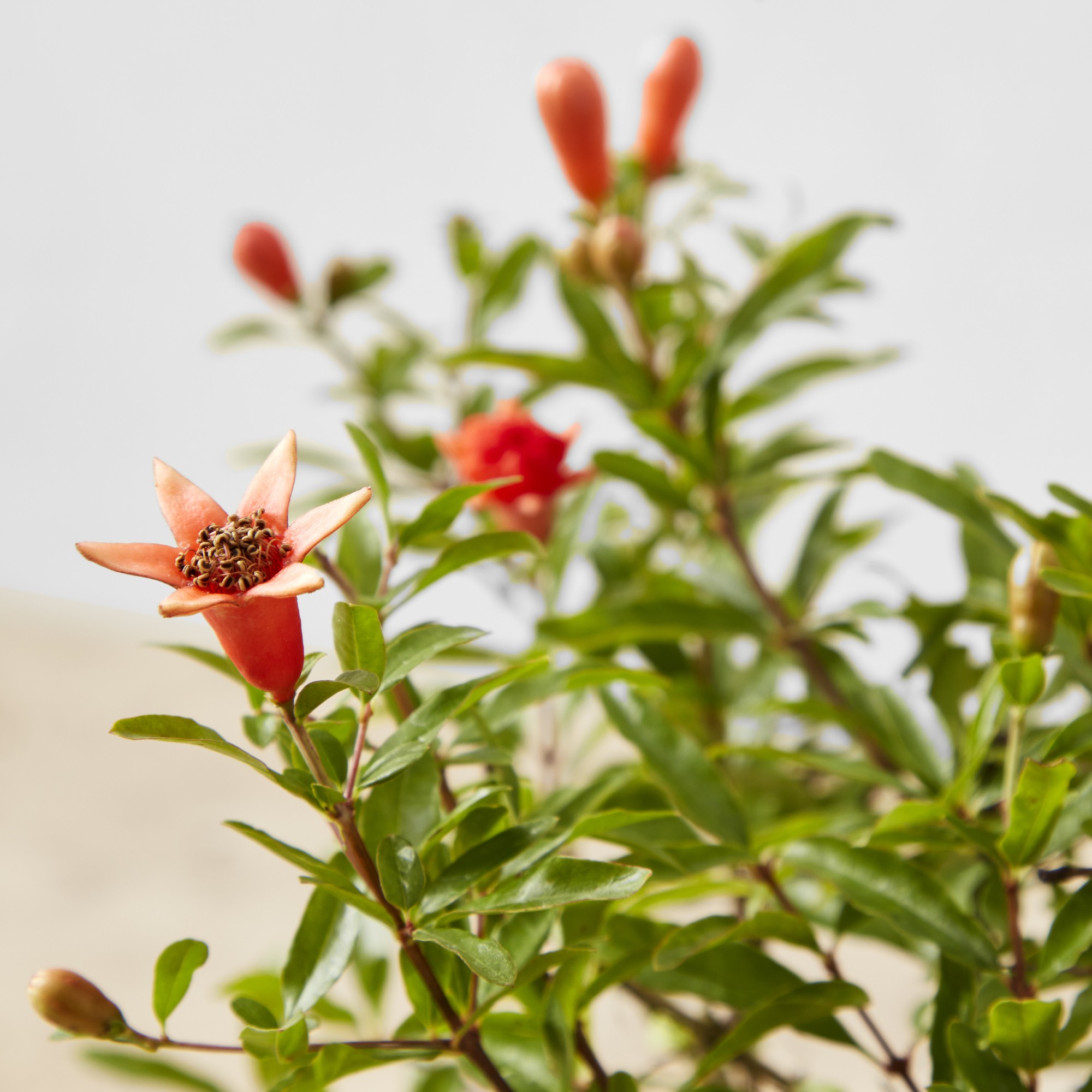 Live Dwarf Pomegranate Bonsai, 11