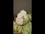Jeff Leatham x Williams Sonoma Real Touch Faux White Hydrangea Stems, Set of 12
