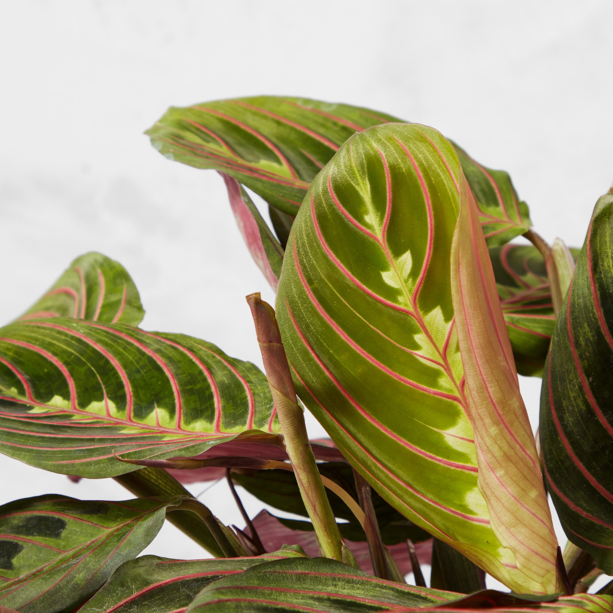 Live In Prayer Maranta House Plant, 12