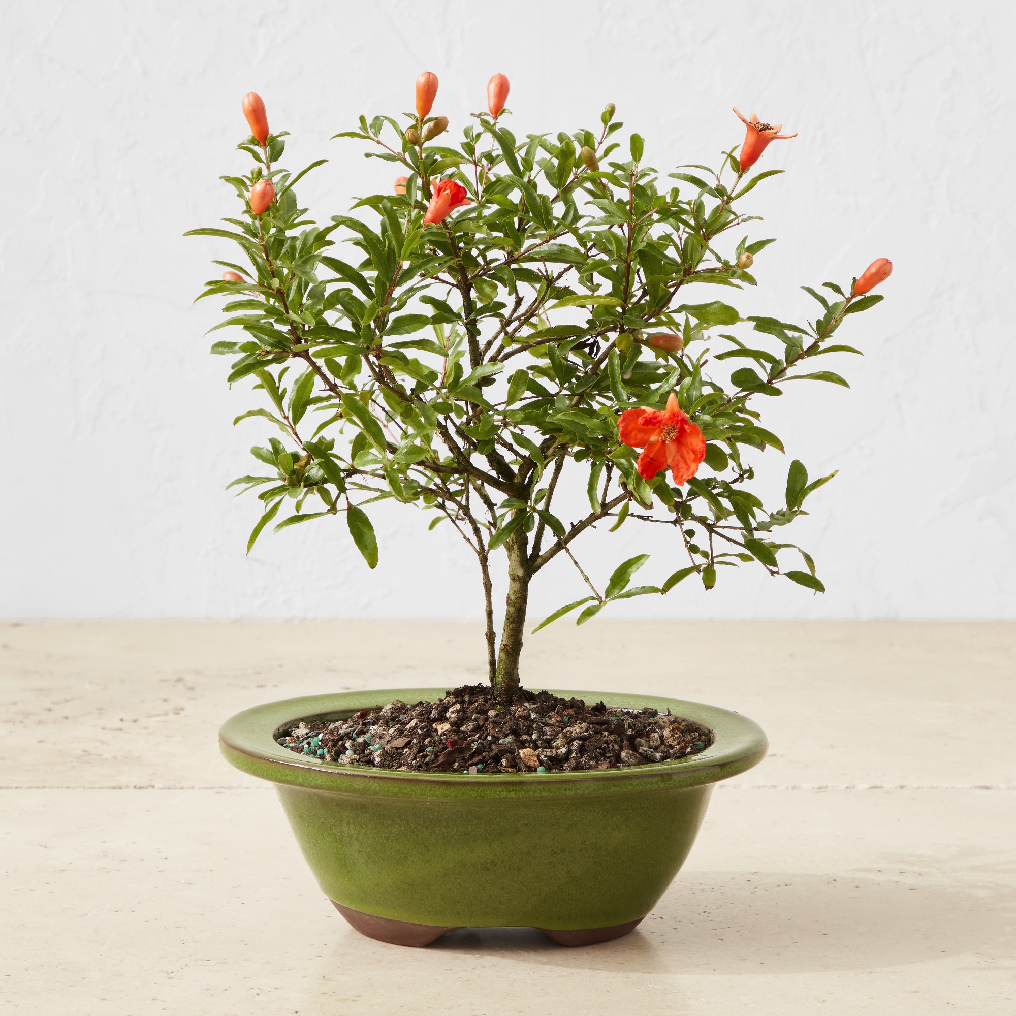 Live Dwarf Pomegranate Bonsai, 11