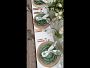 Bordallo Pinheiro Cabbage Dinnerware Collection