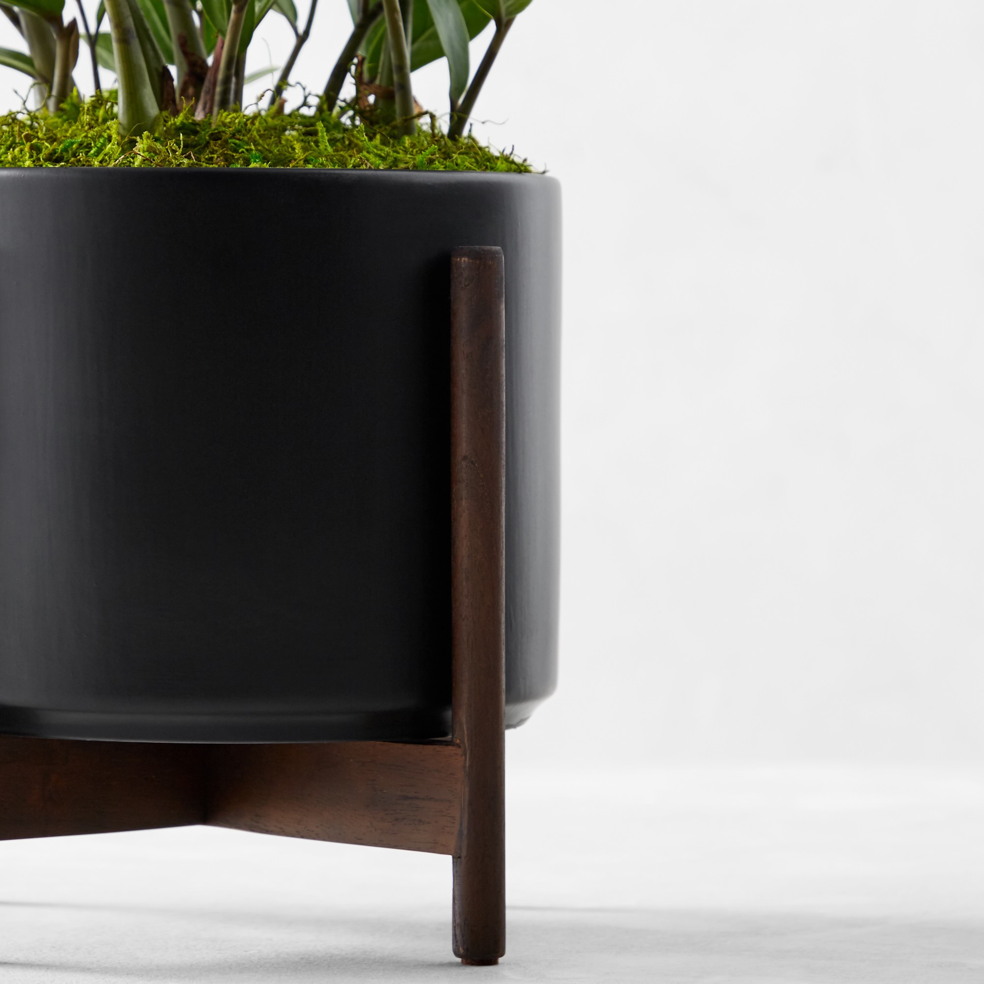 Live Large Zanzibar Gem Indoor House Plant, 2.5'-3'