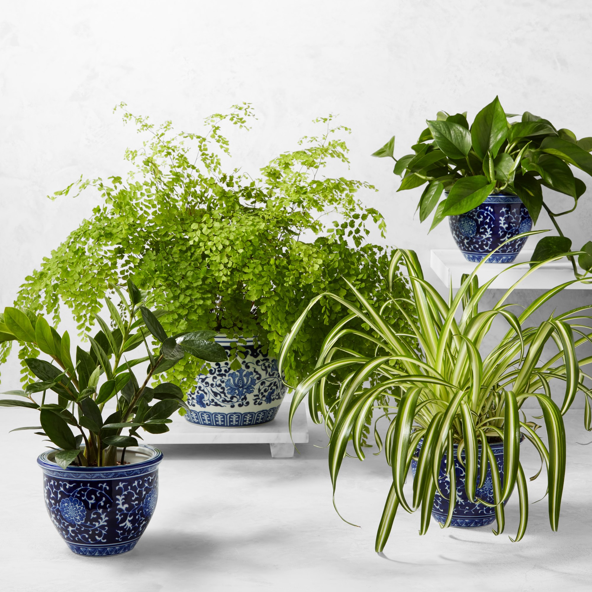 Live ZZ House Plant, 18