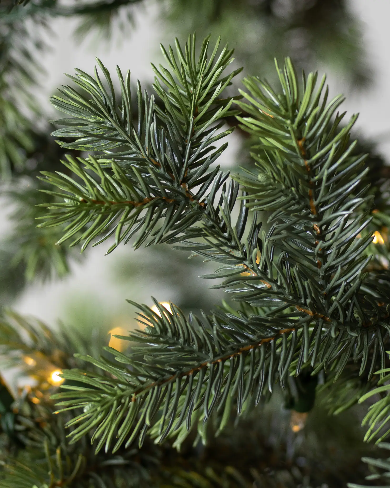 Yukon Spruce®